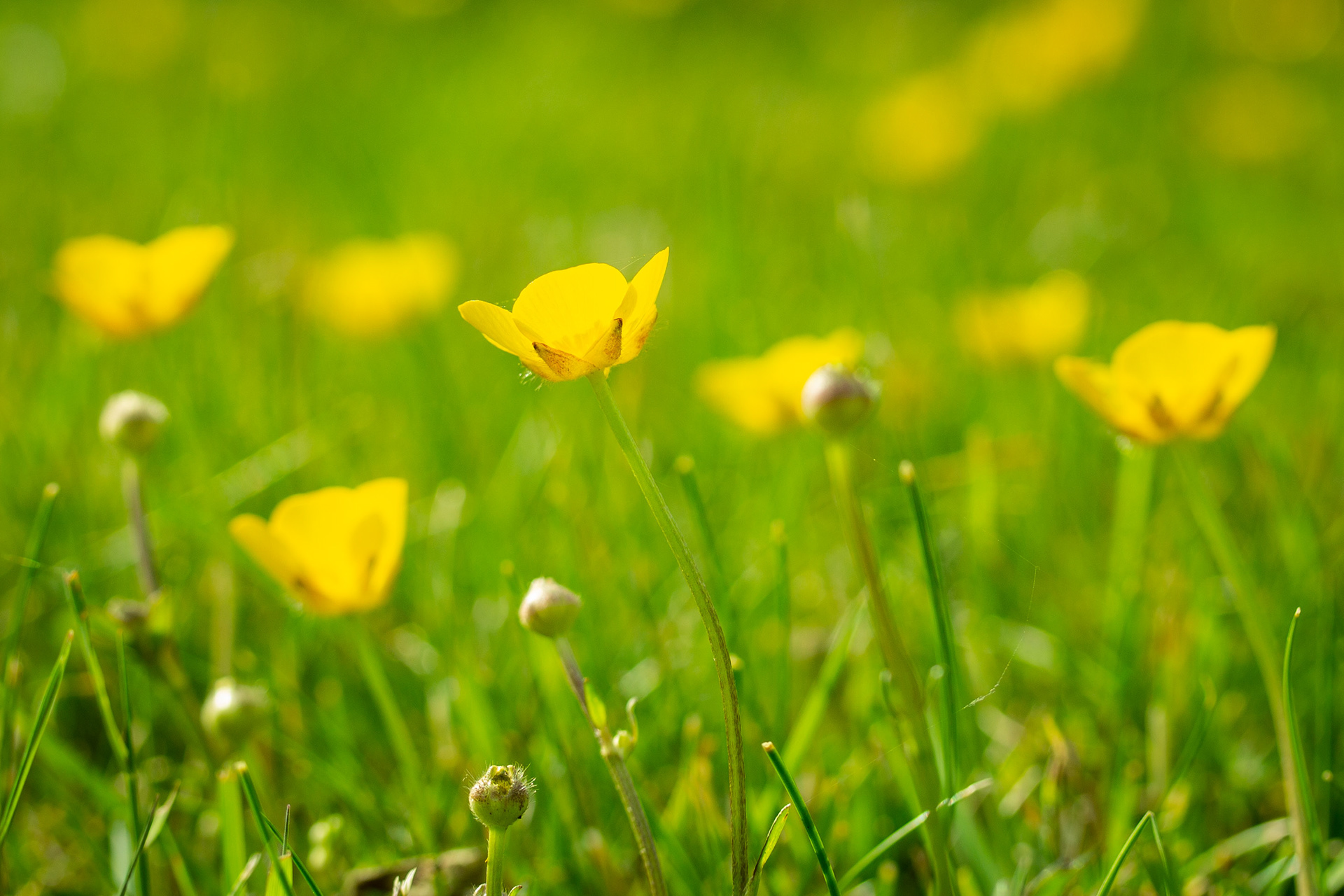 Buttercups 1
