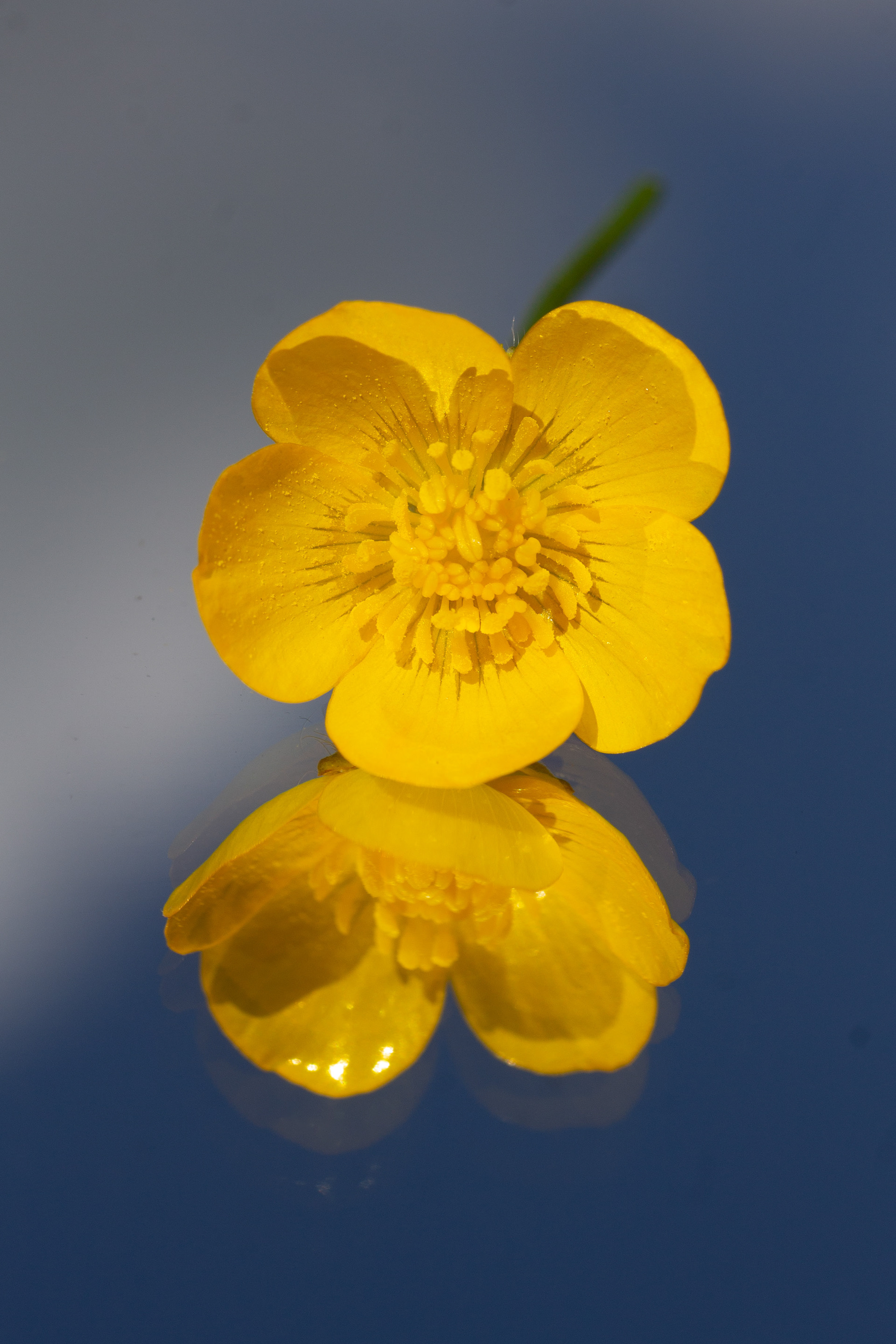 Buttercup reflection