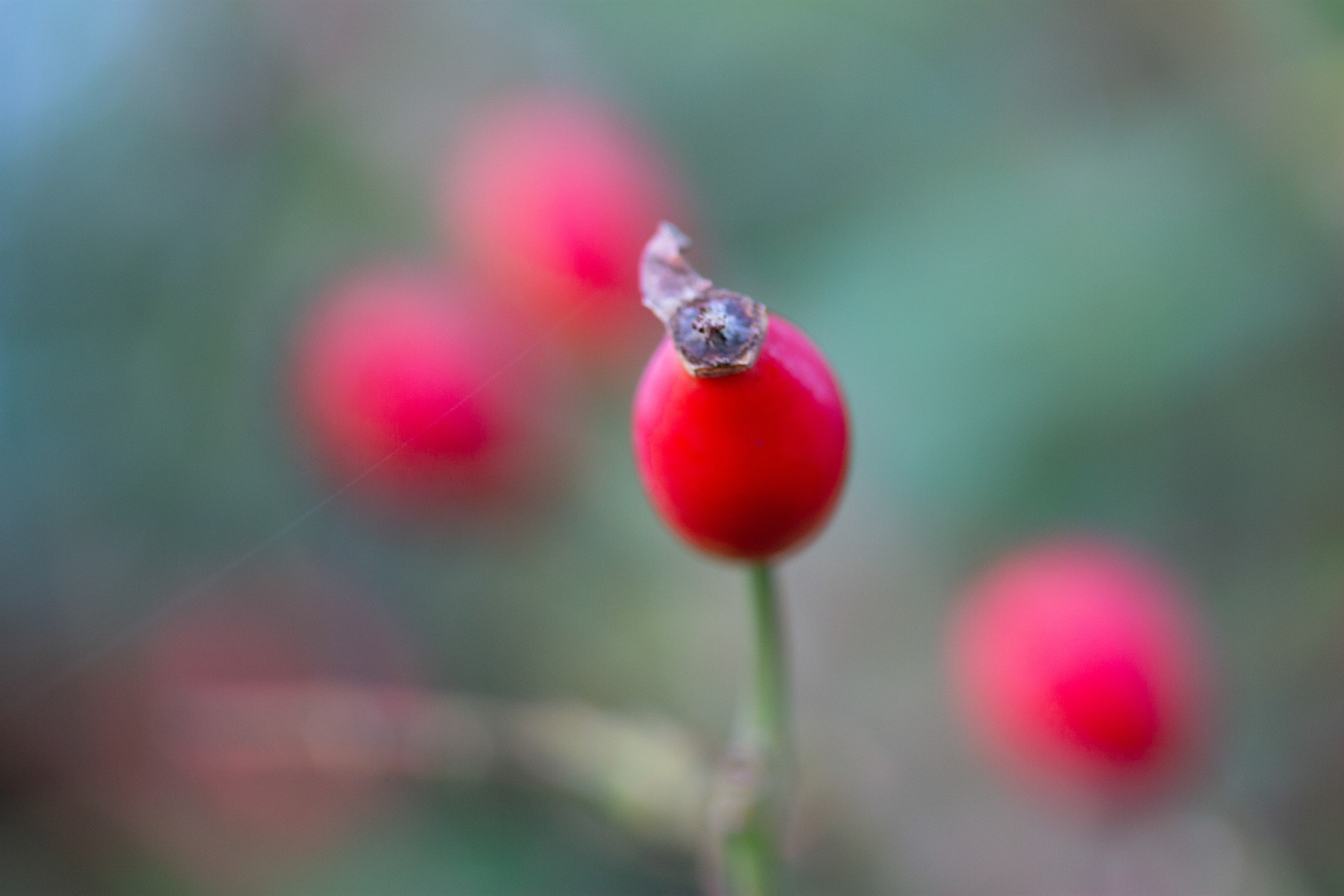 Rose hips