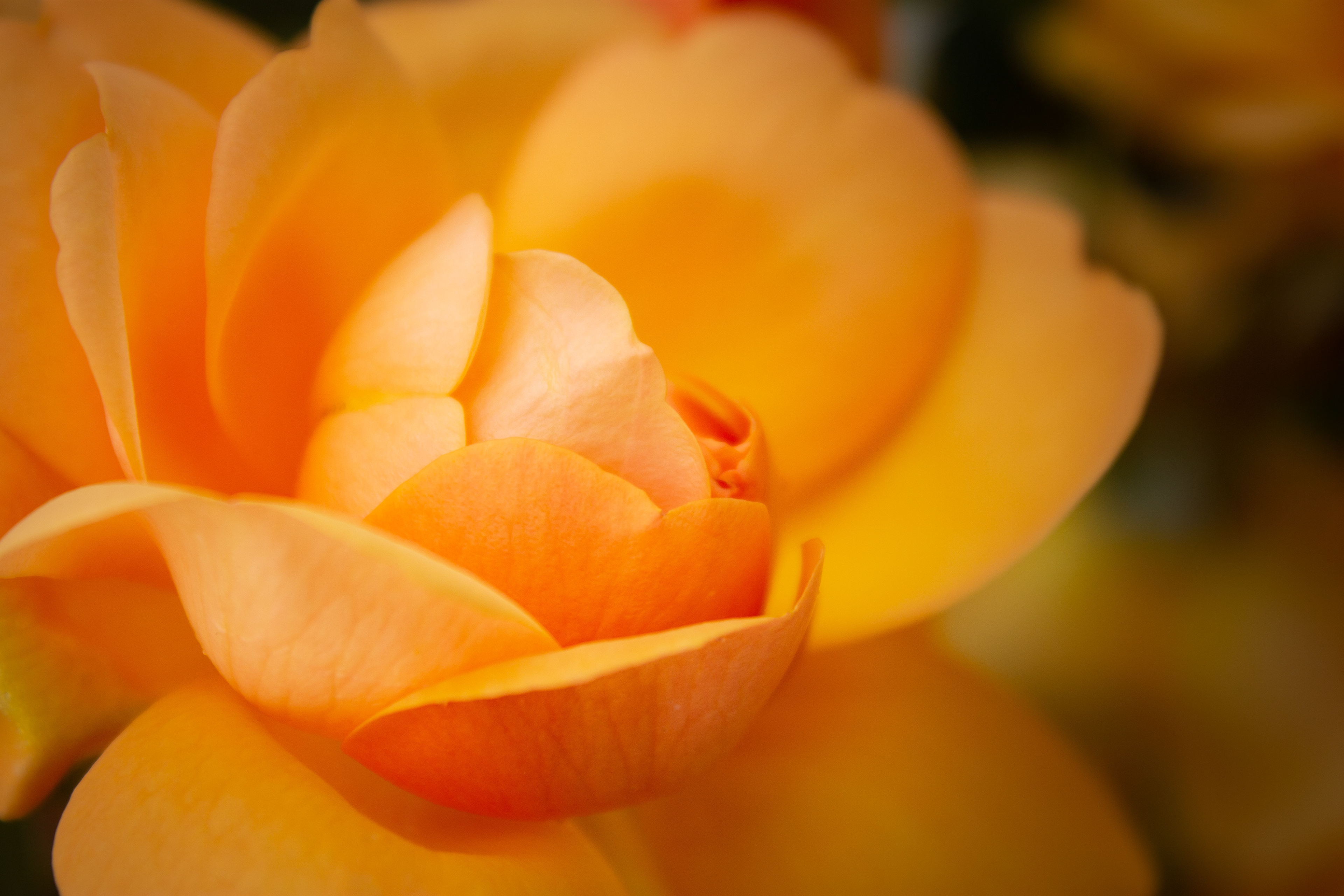 Yellow rose
