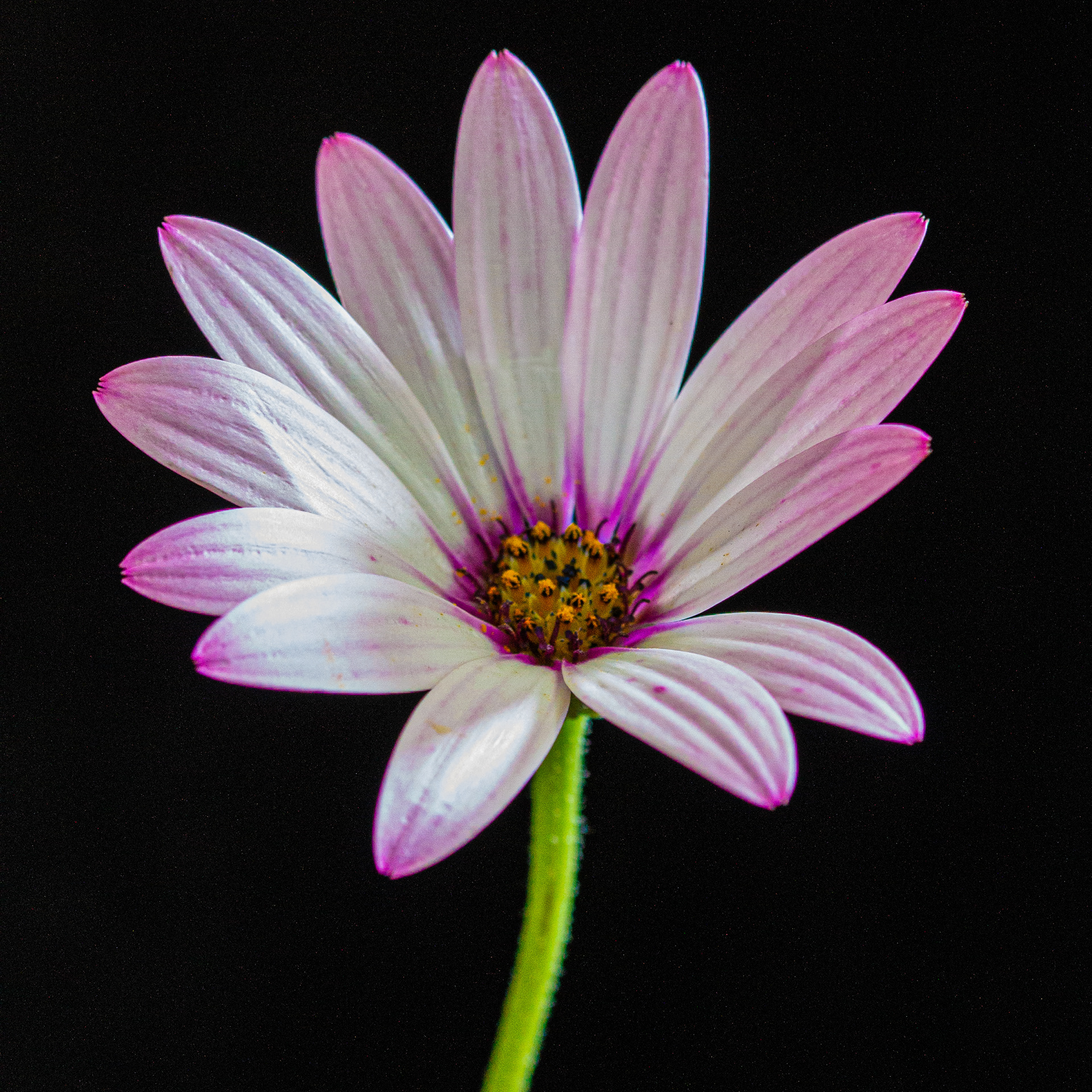 Osteospermum