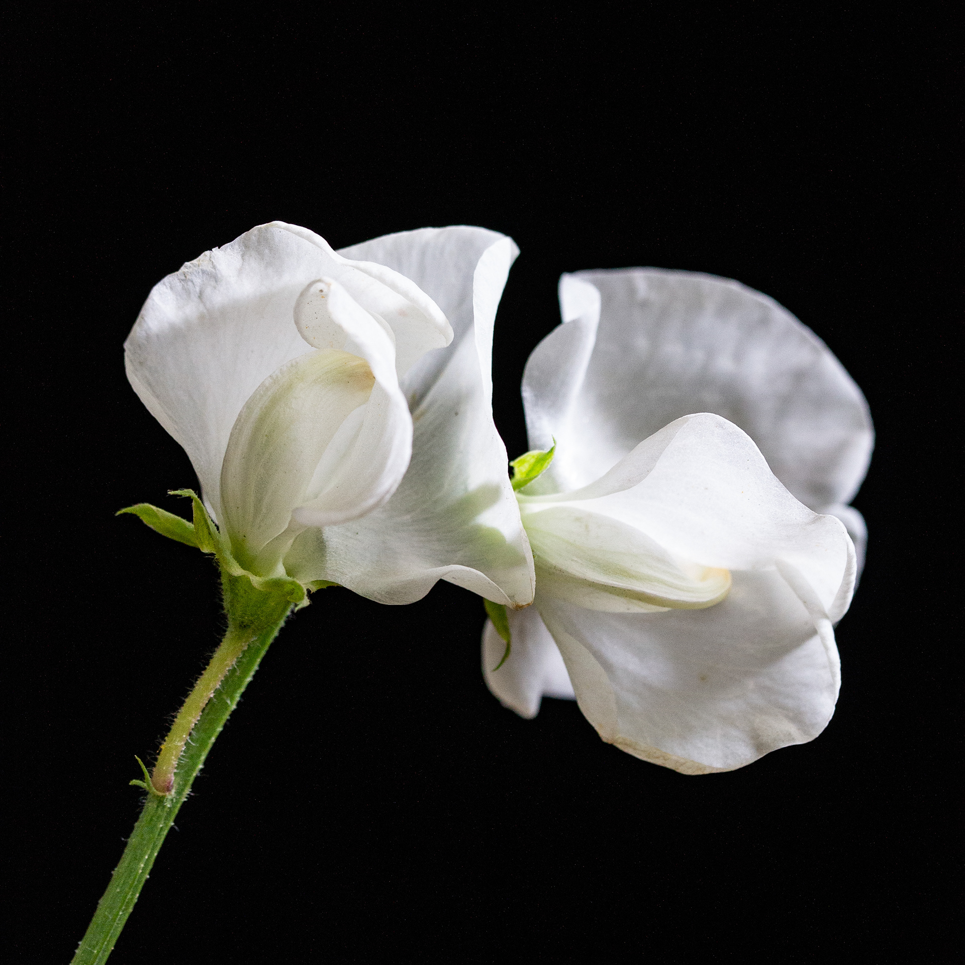 Sweet Pea