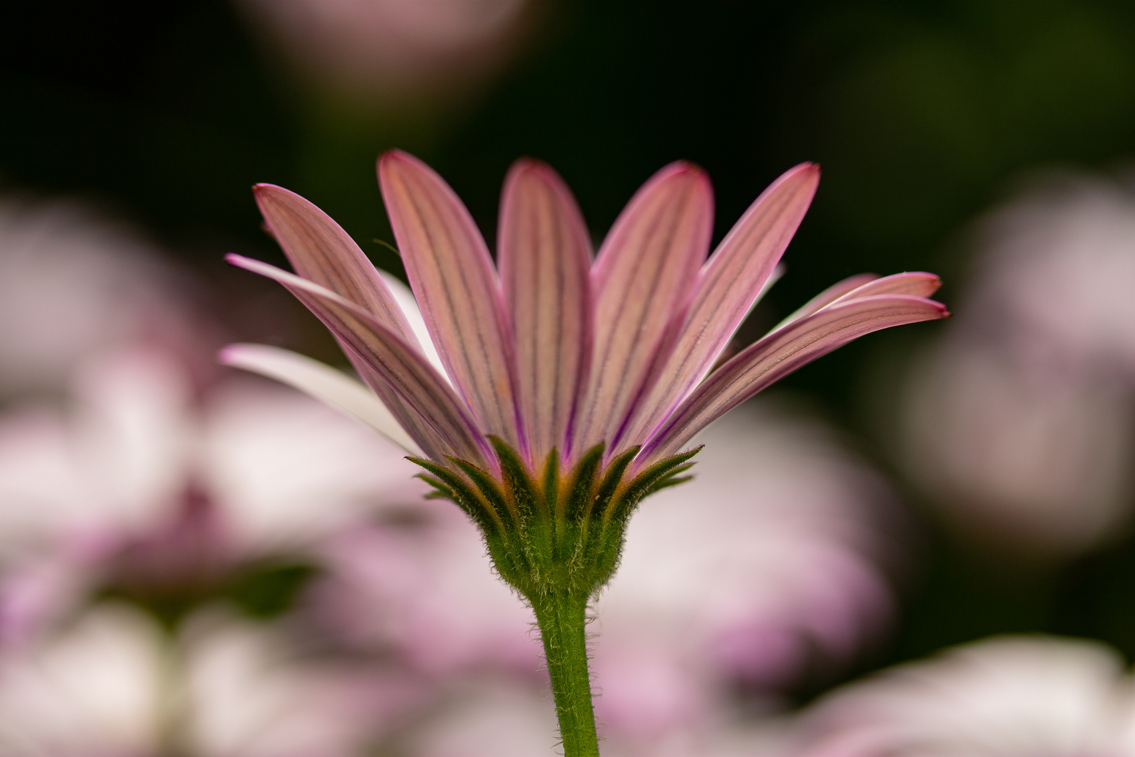 Osteospermum 2