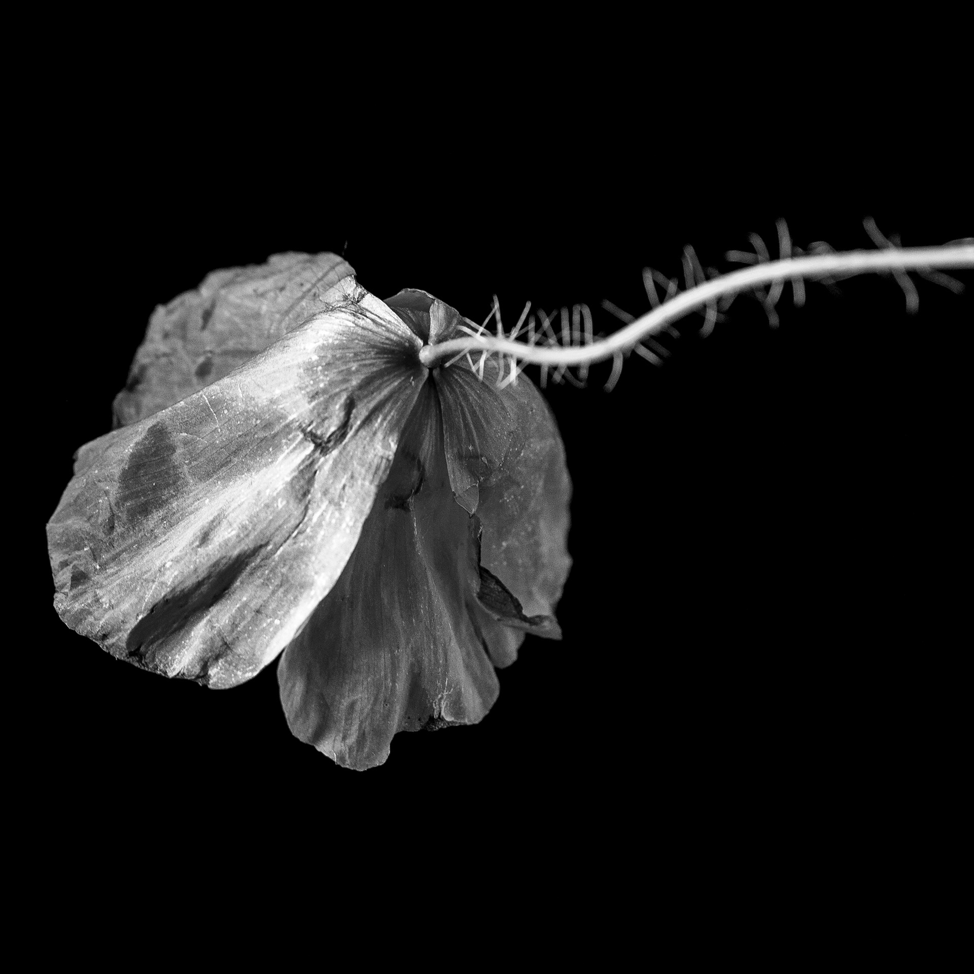 Poppy