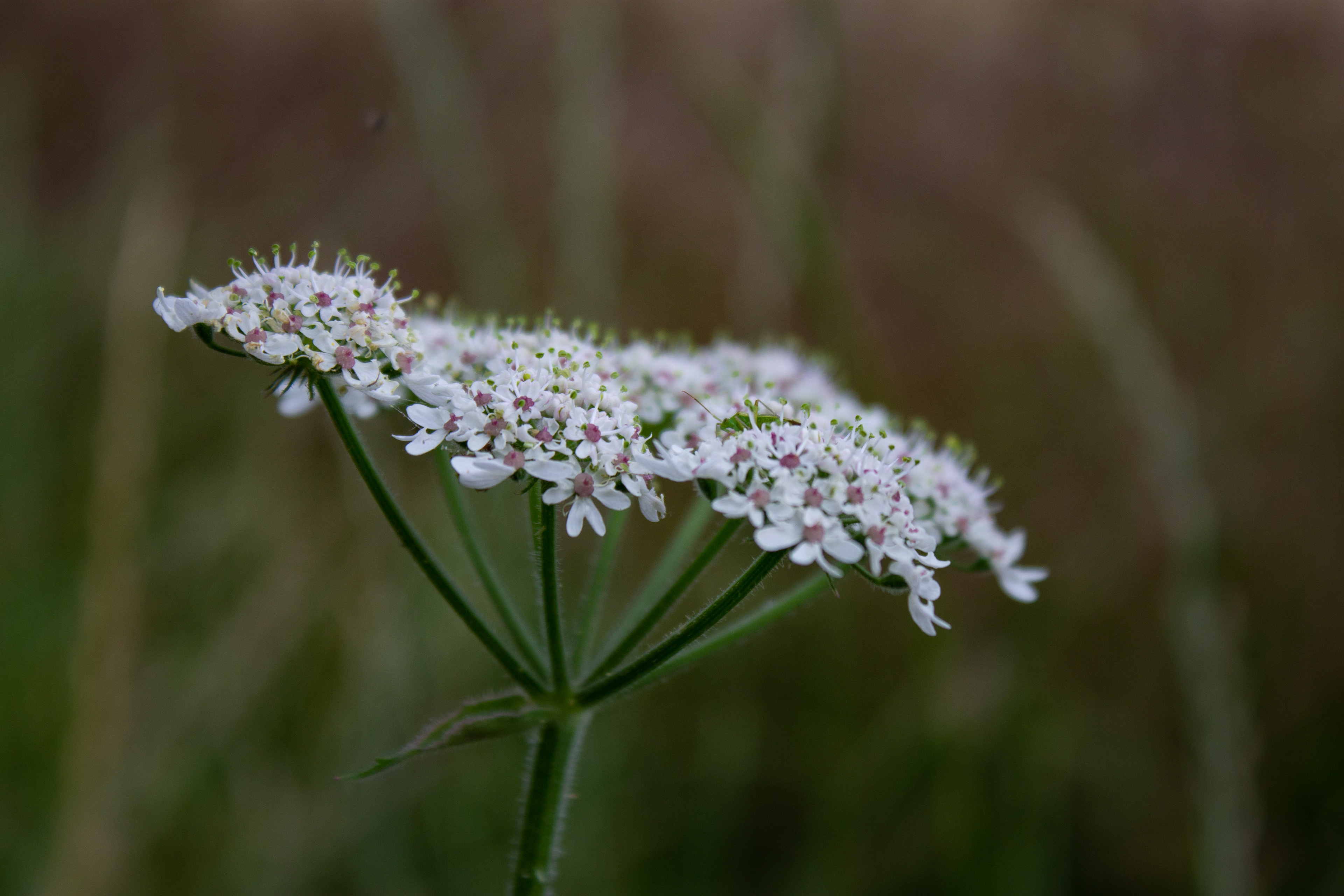Hogweed 1