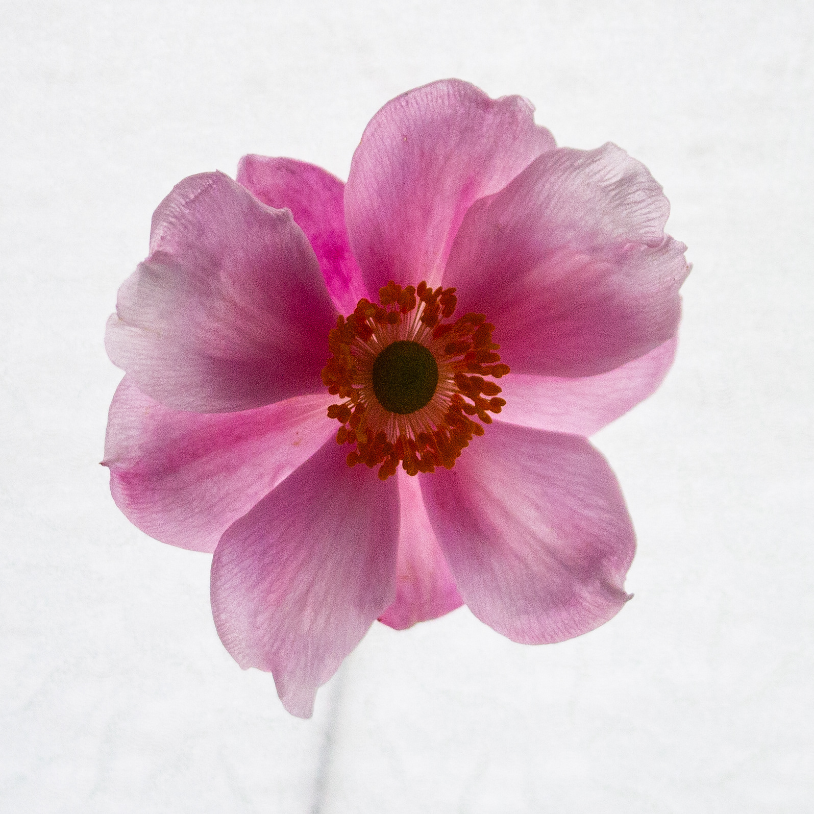 Japanese anemone