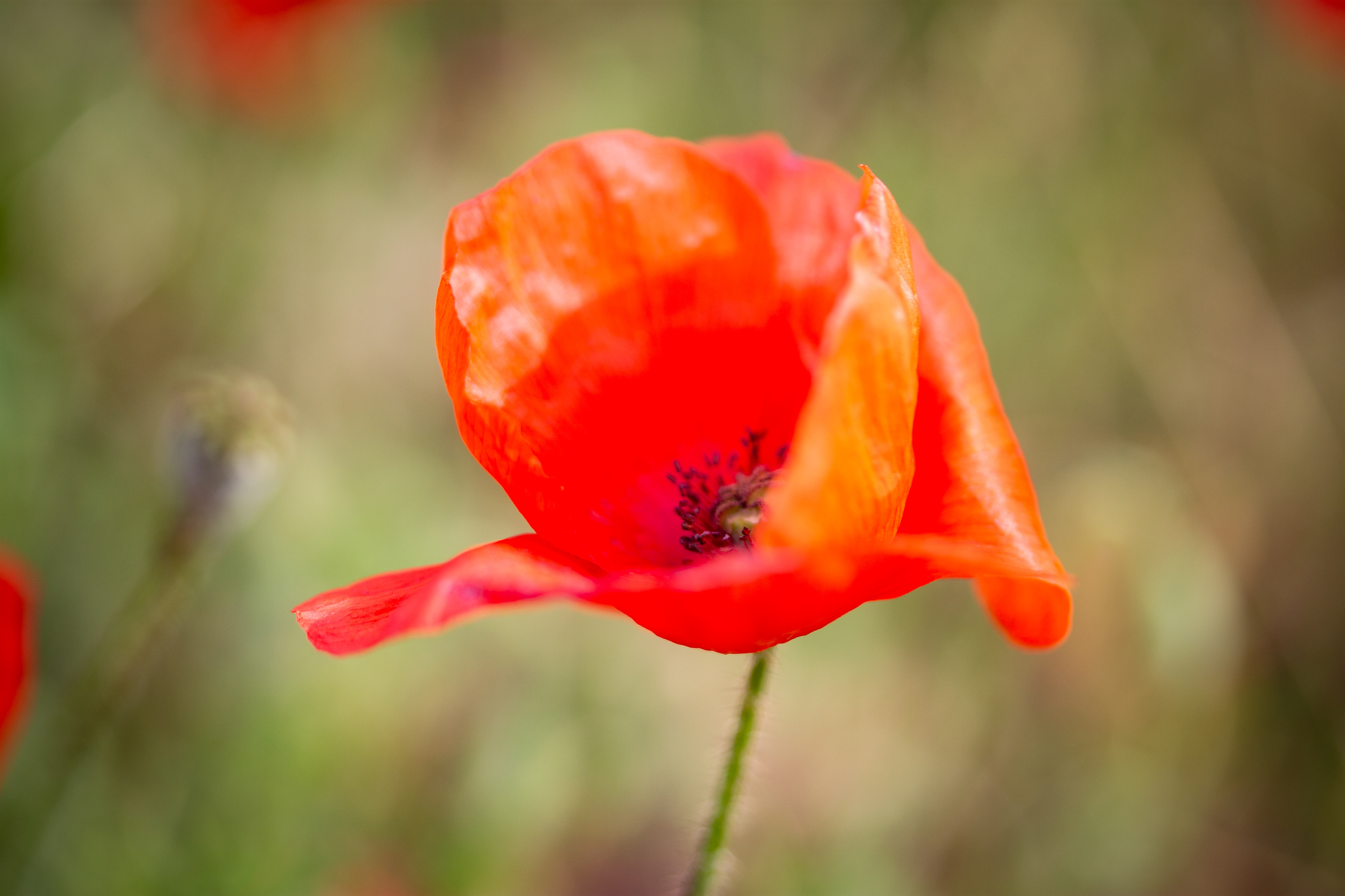 Poppy 1