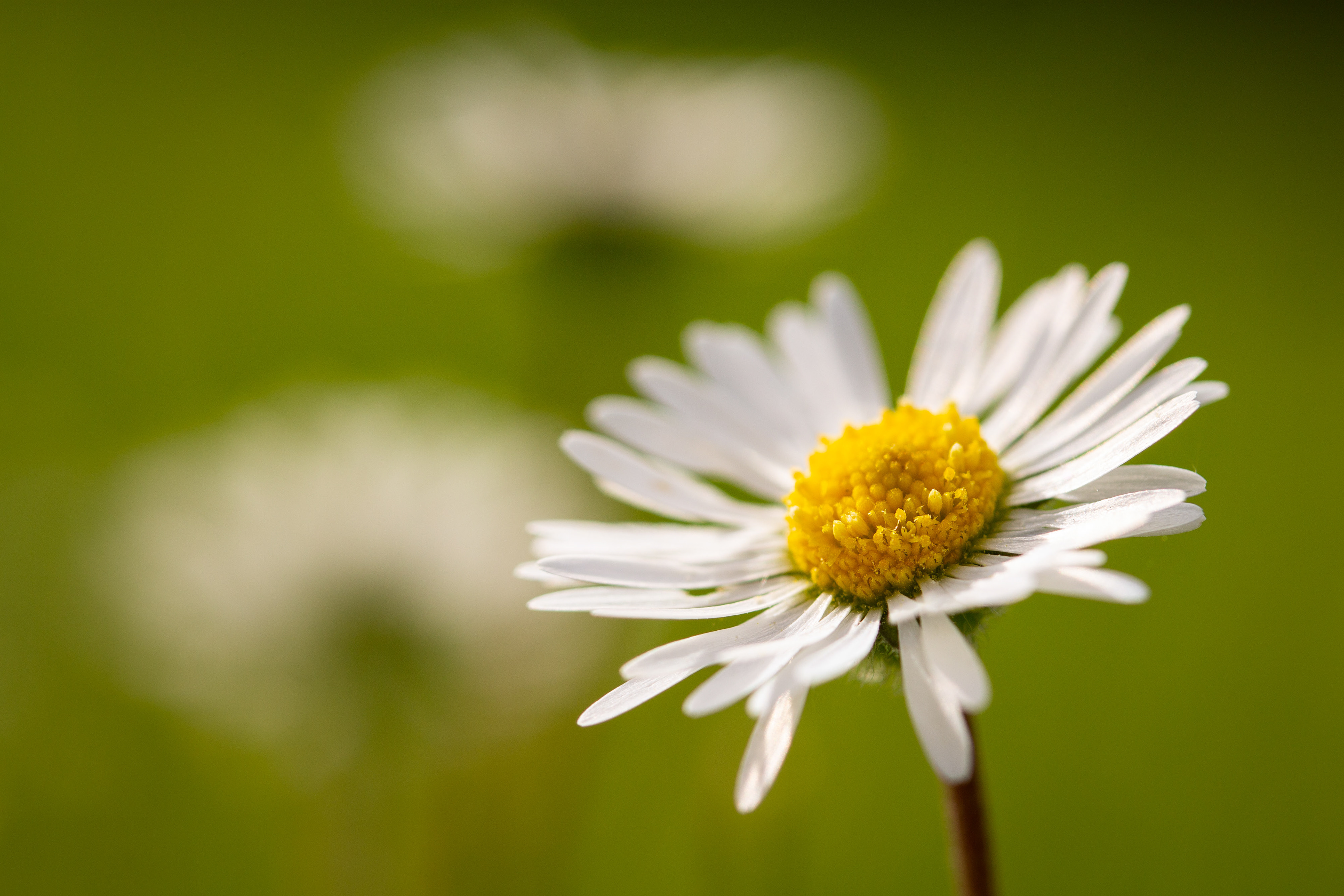 Daisy 1