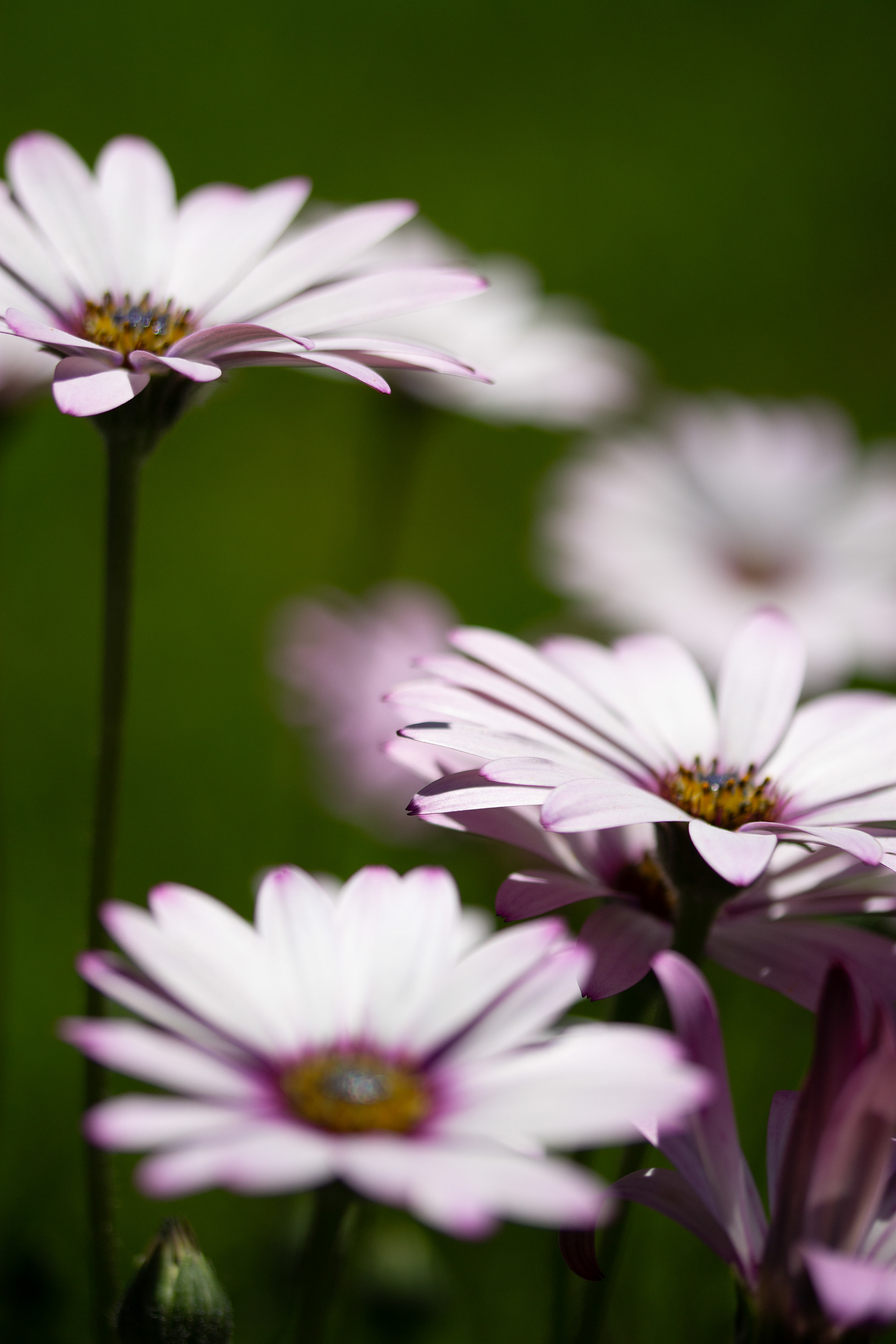 Osteospermum 4