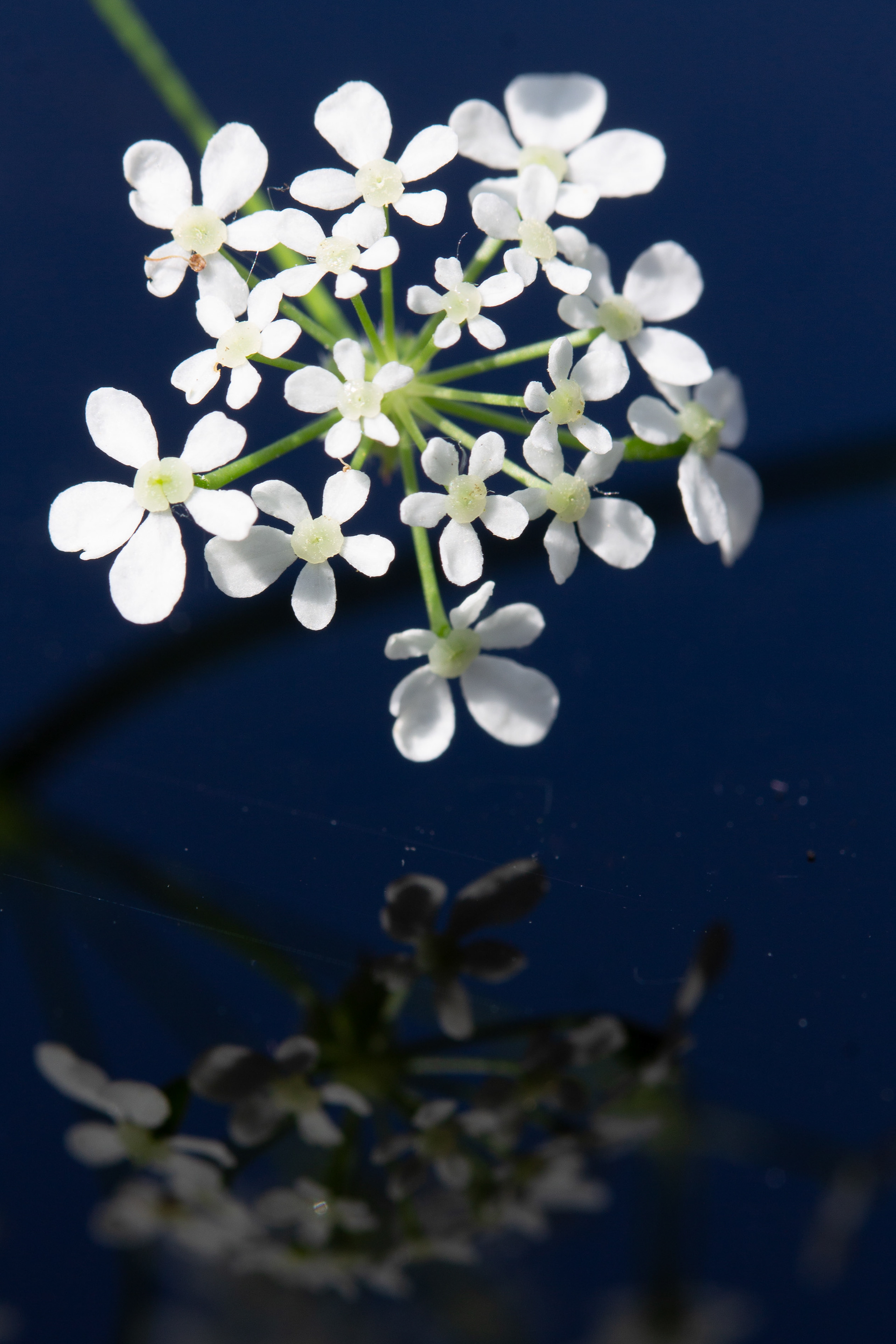 Cow parsley reflection 2