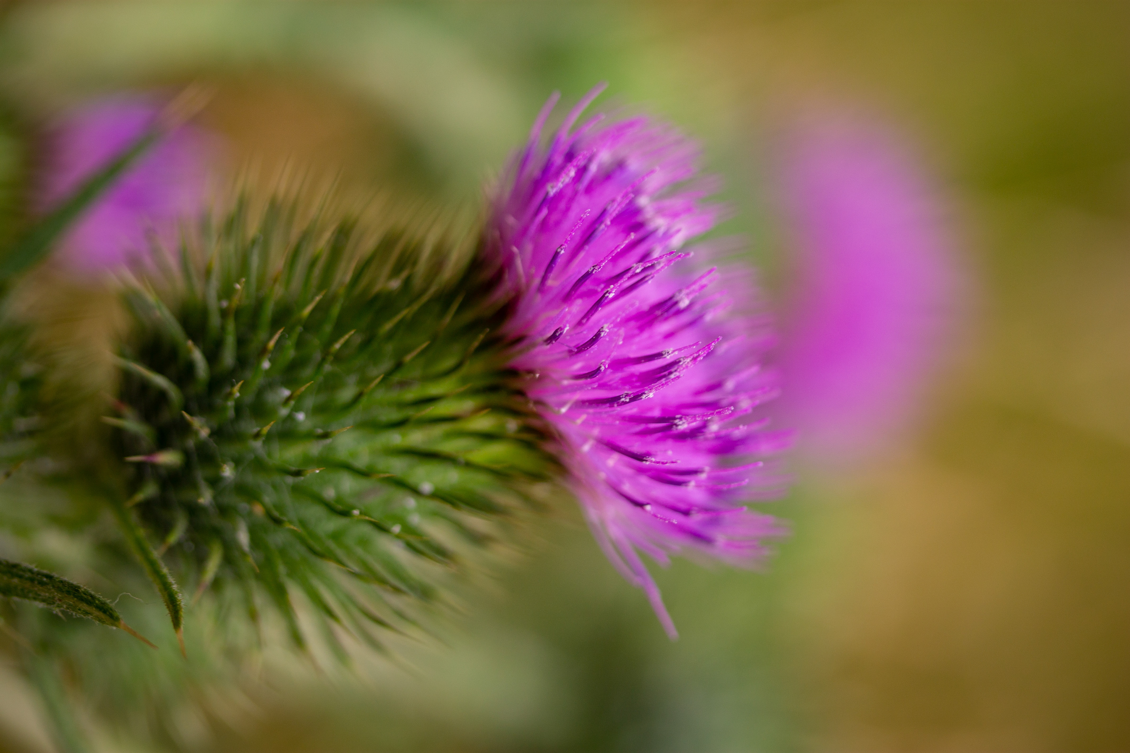 Thistle