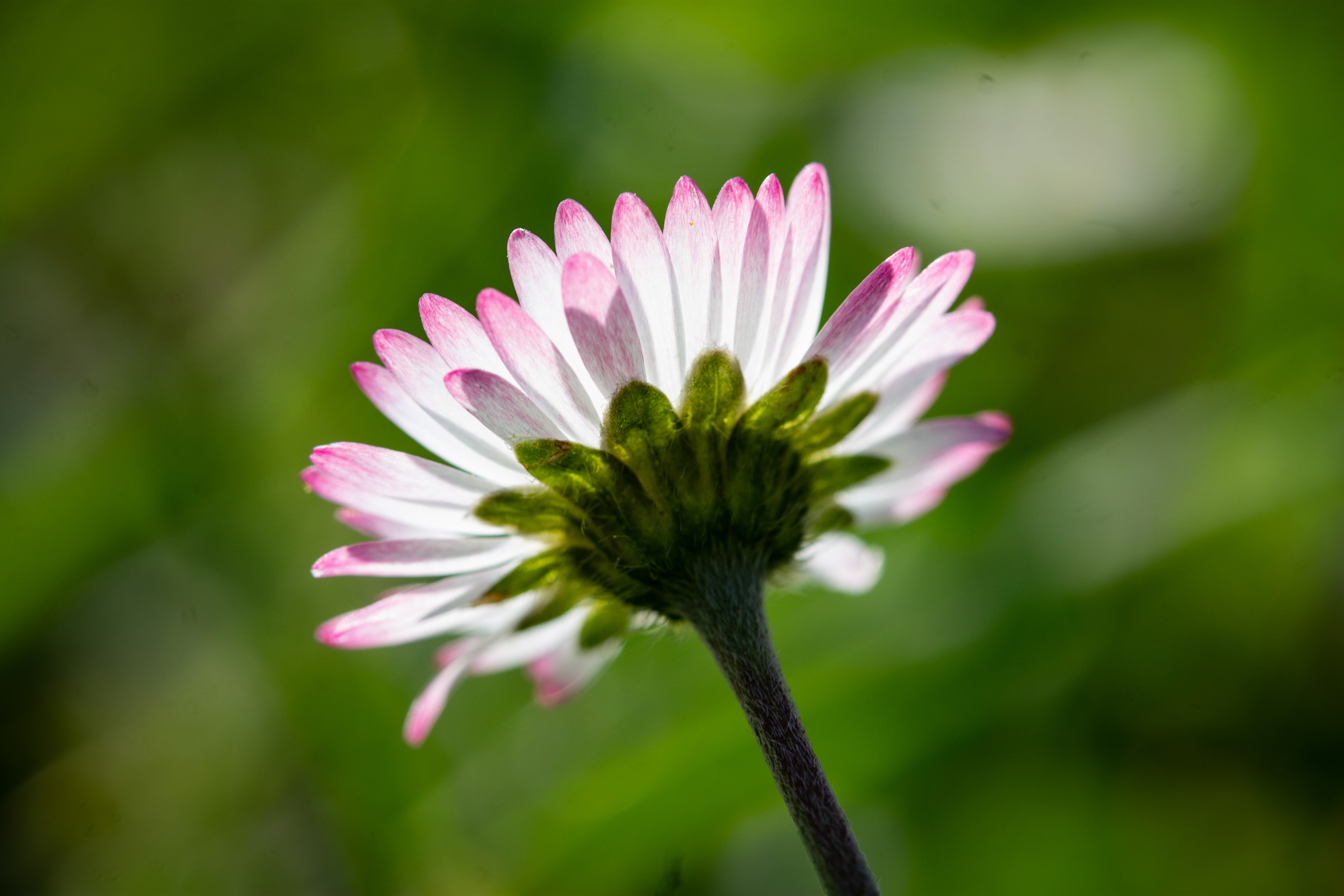 Daisy