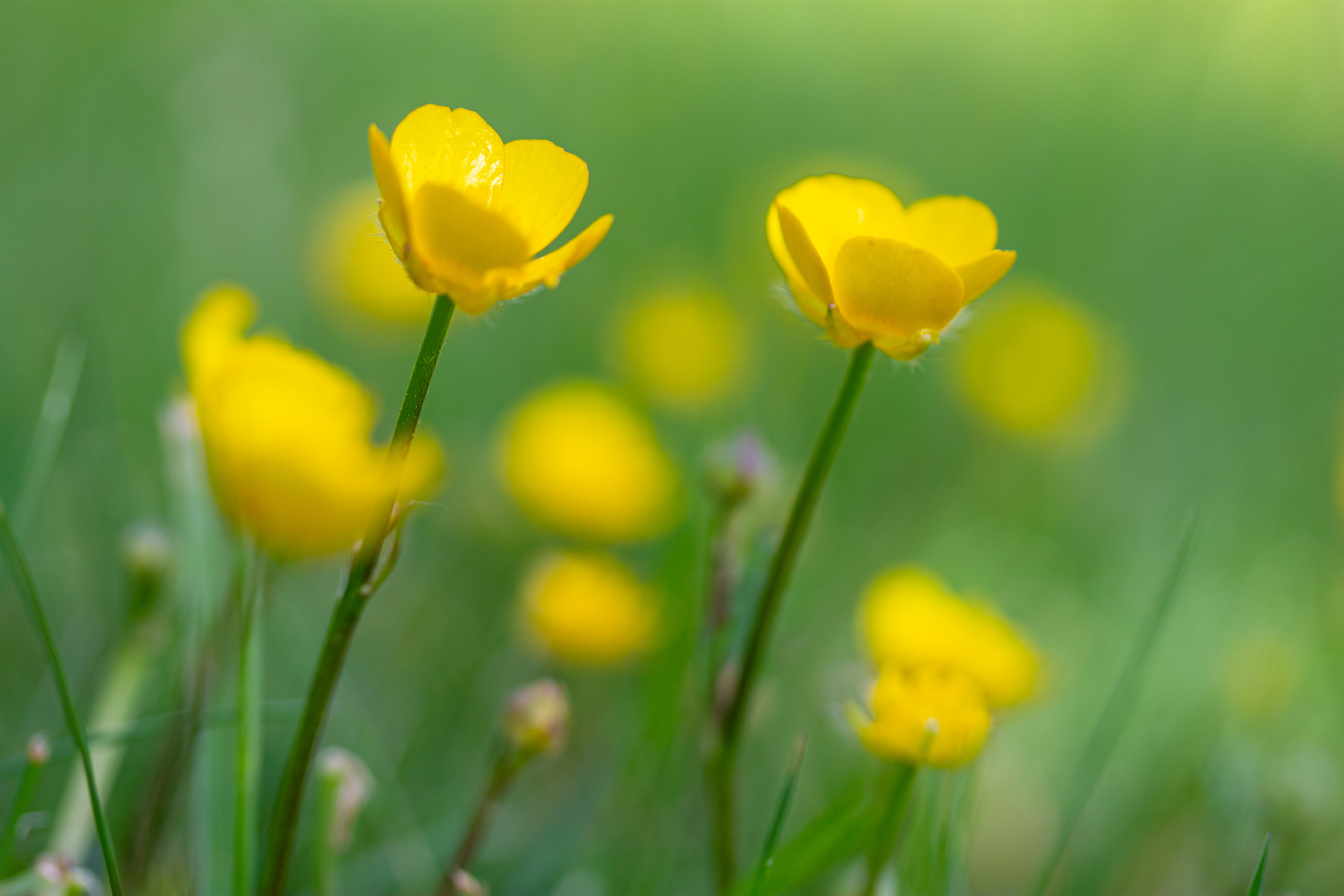 Buttercups 2