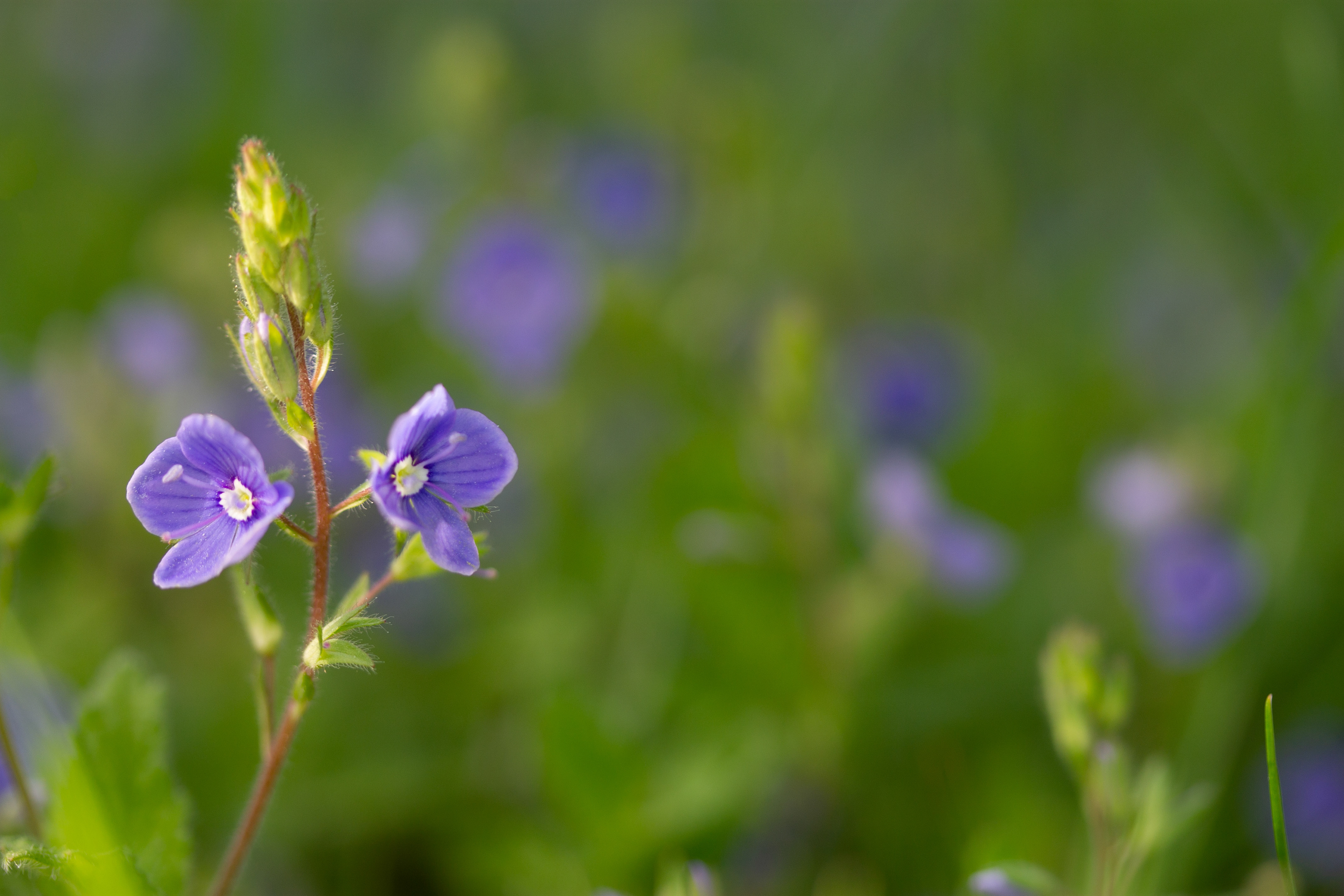 Speedwell 2