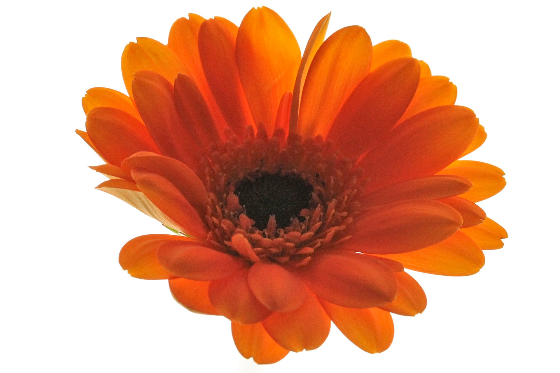 Gerbera