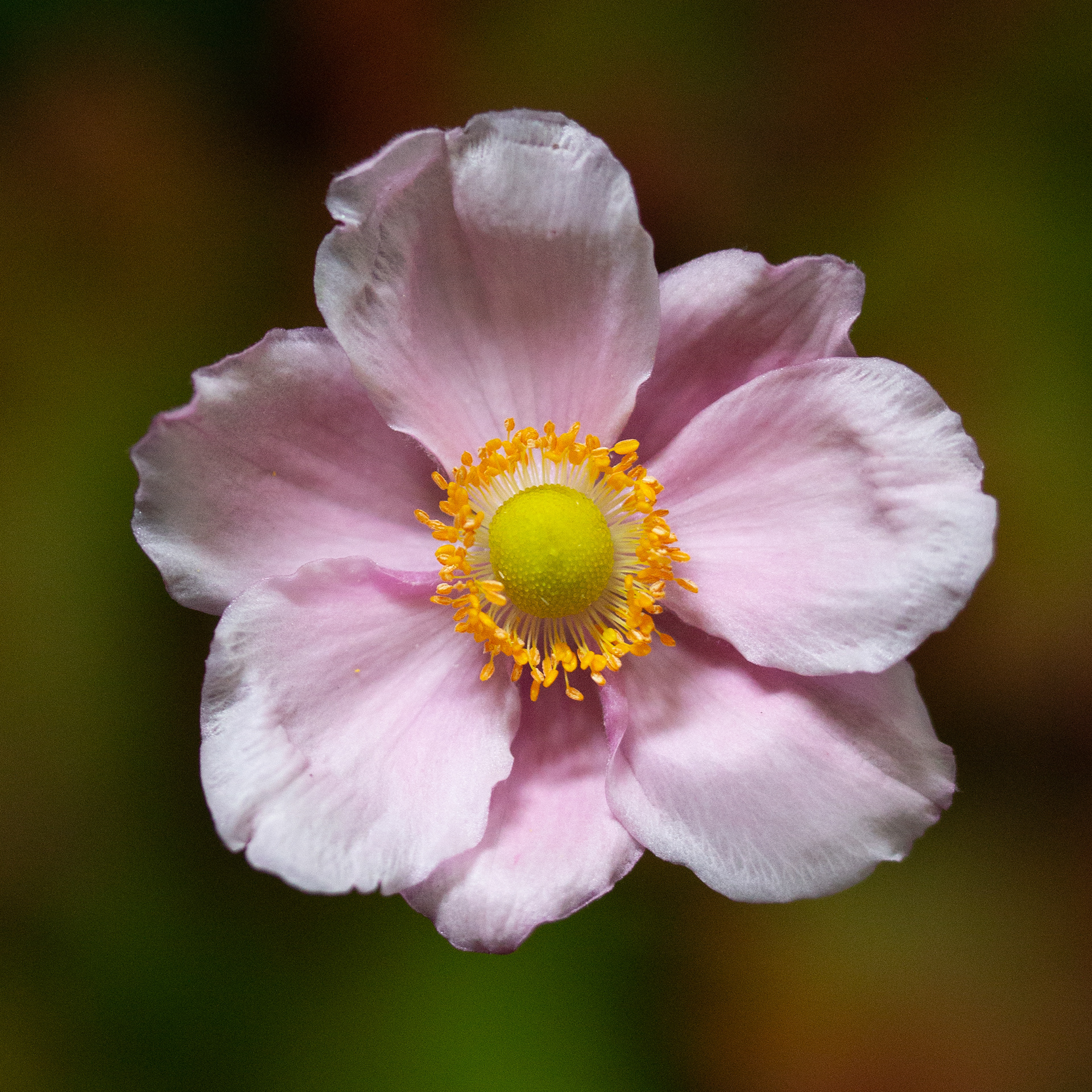 Japanese anemone