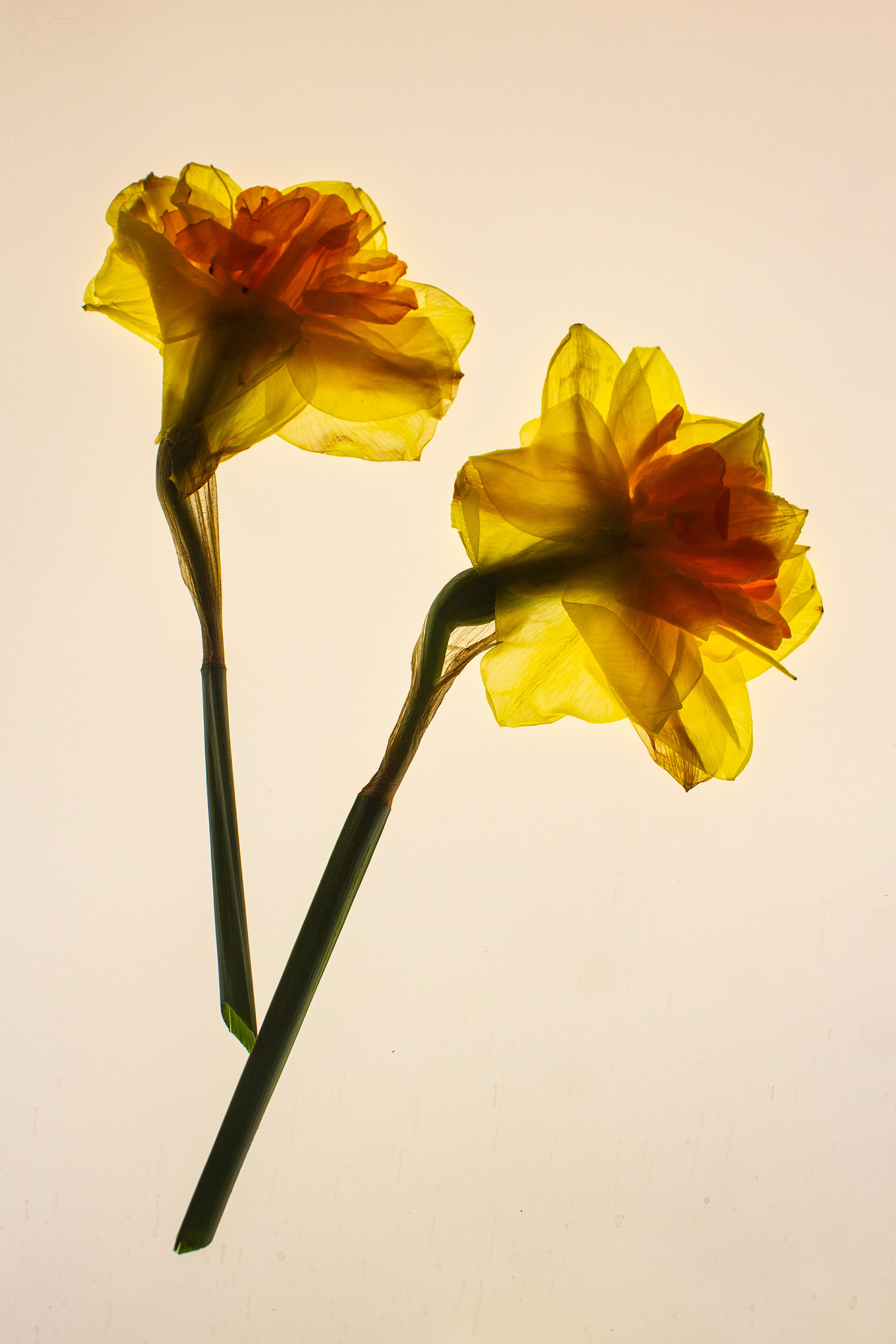 Daffodil pair