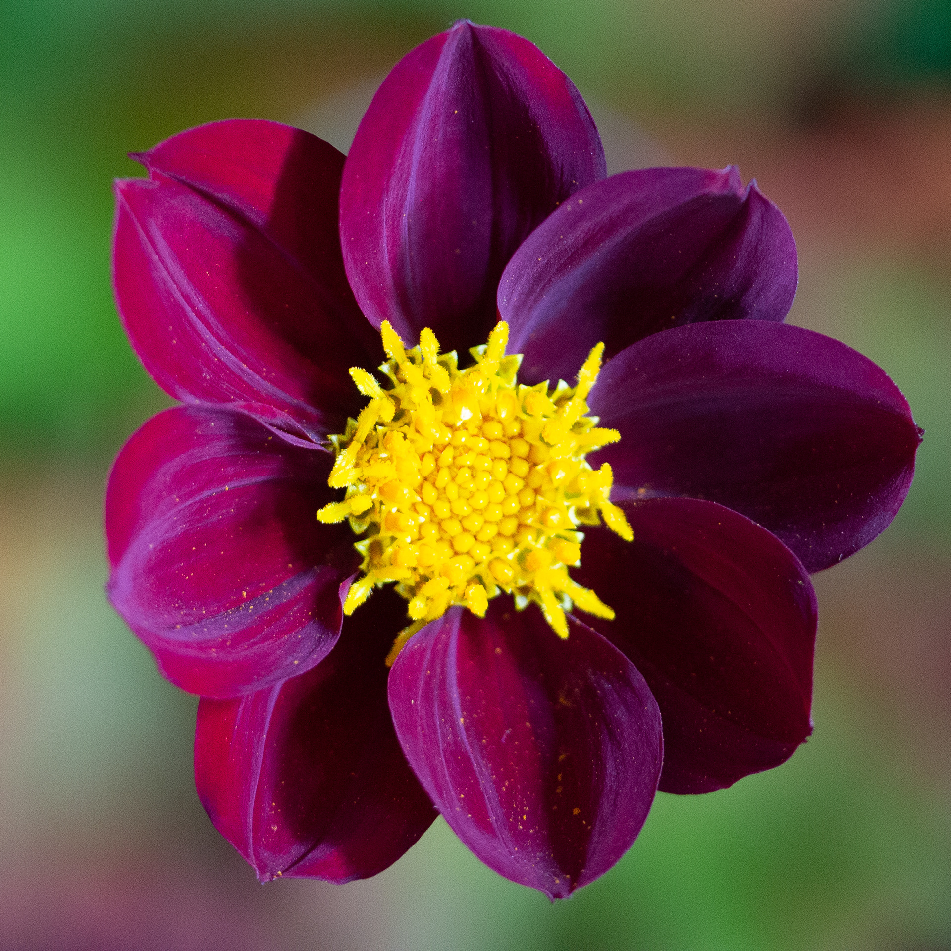 Dahlia