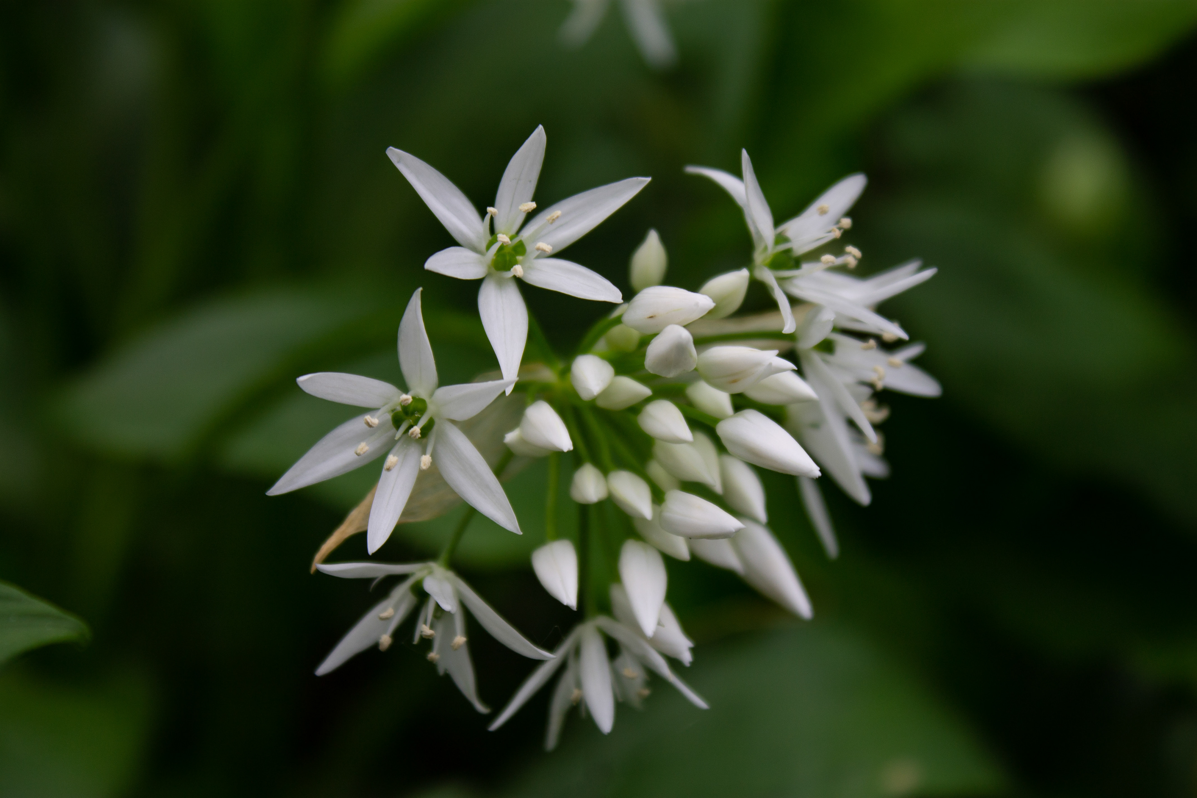 Wild Garlic