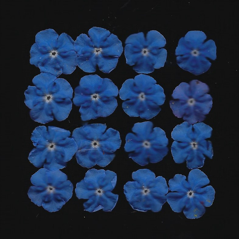 Alkanet scan