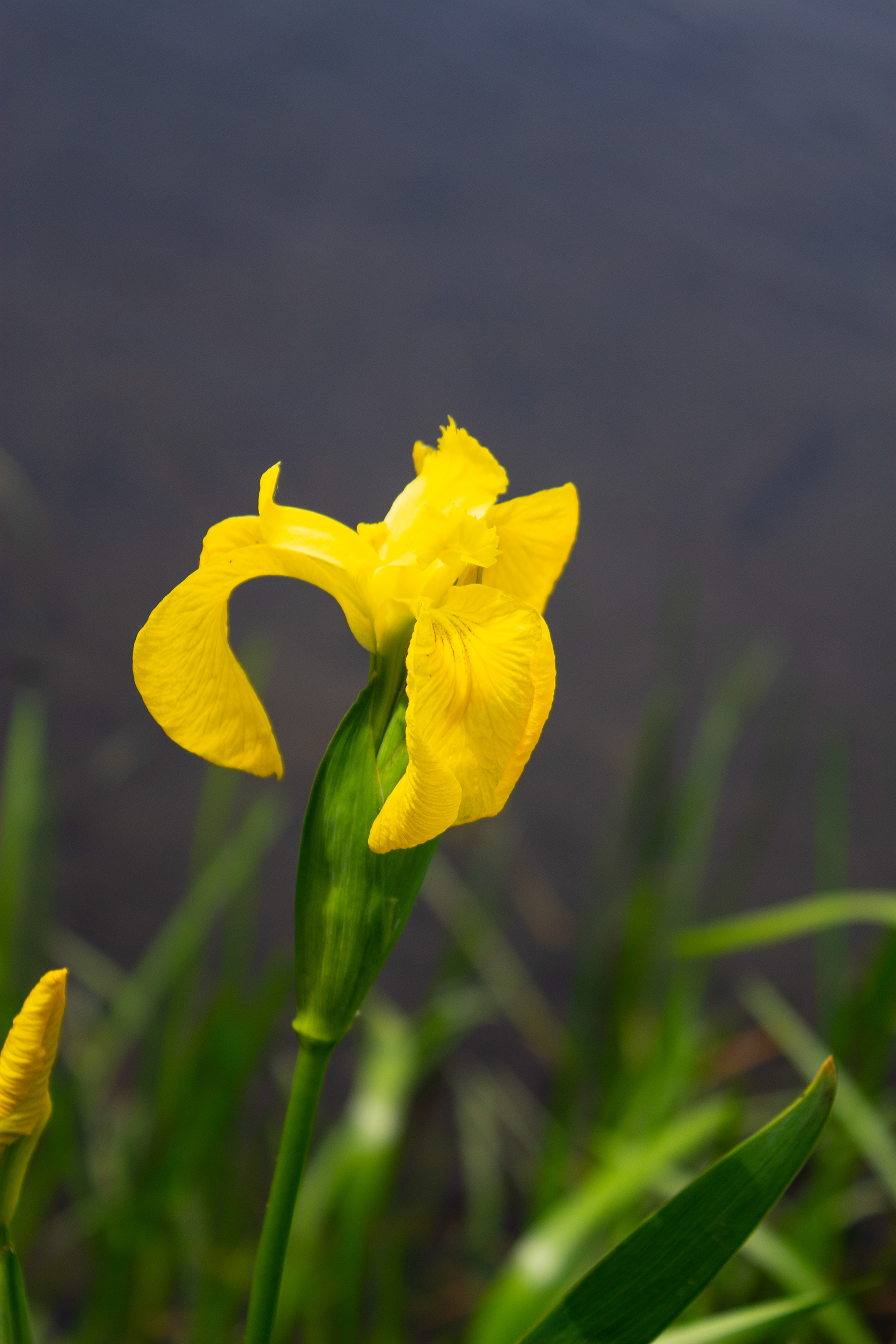 Yellow Iris
