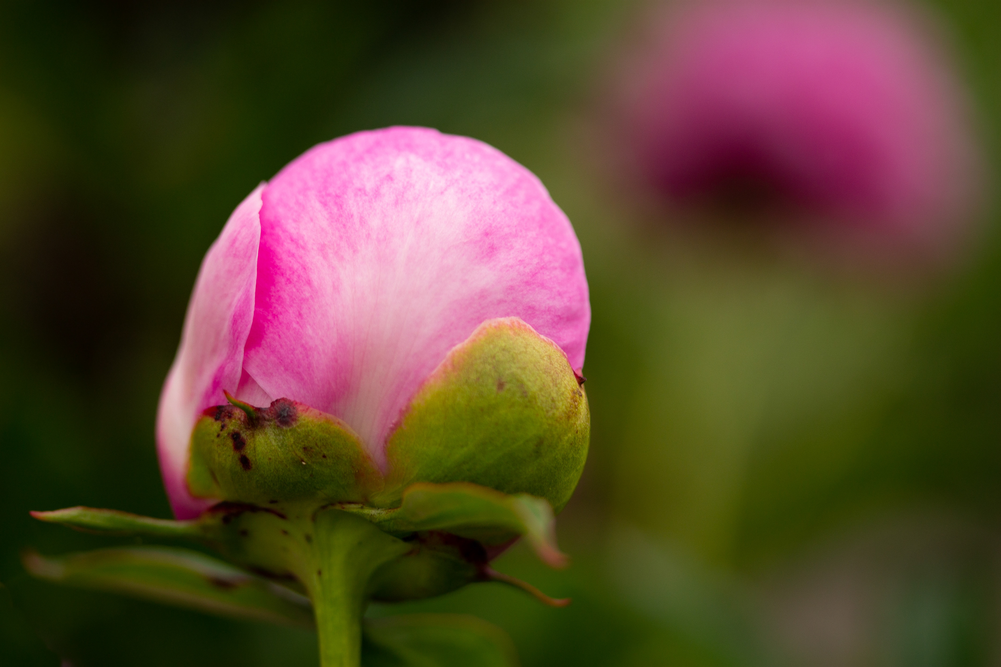 Peony bud
