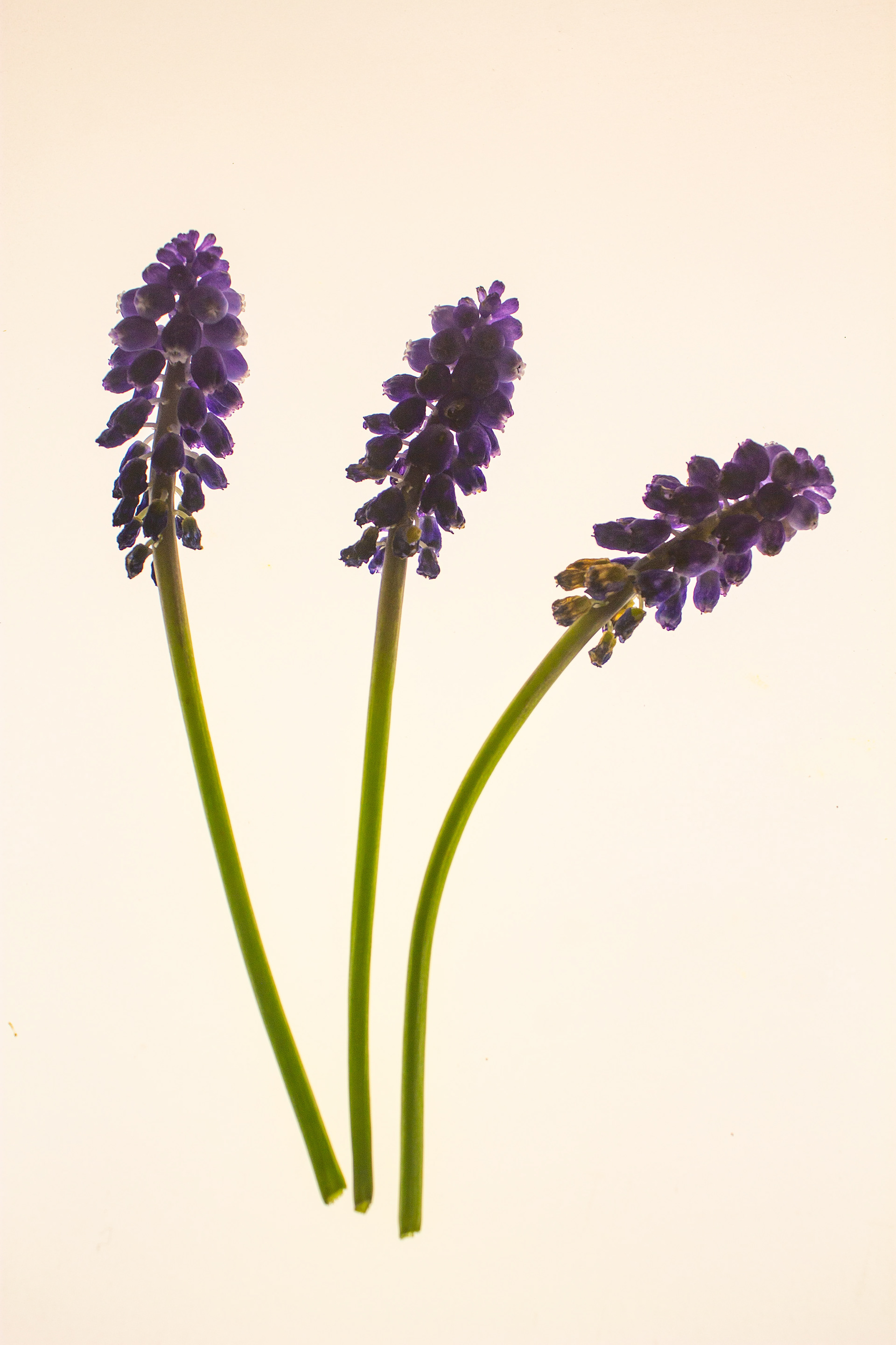 Muscari