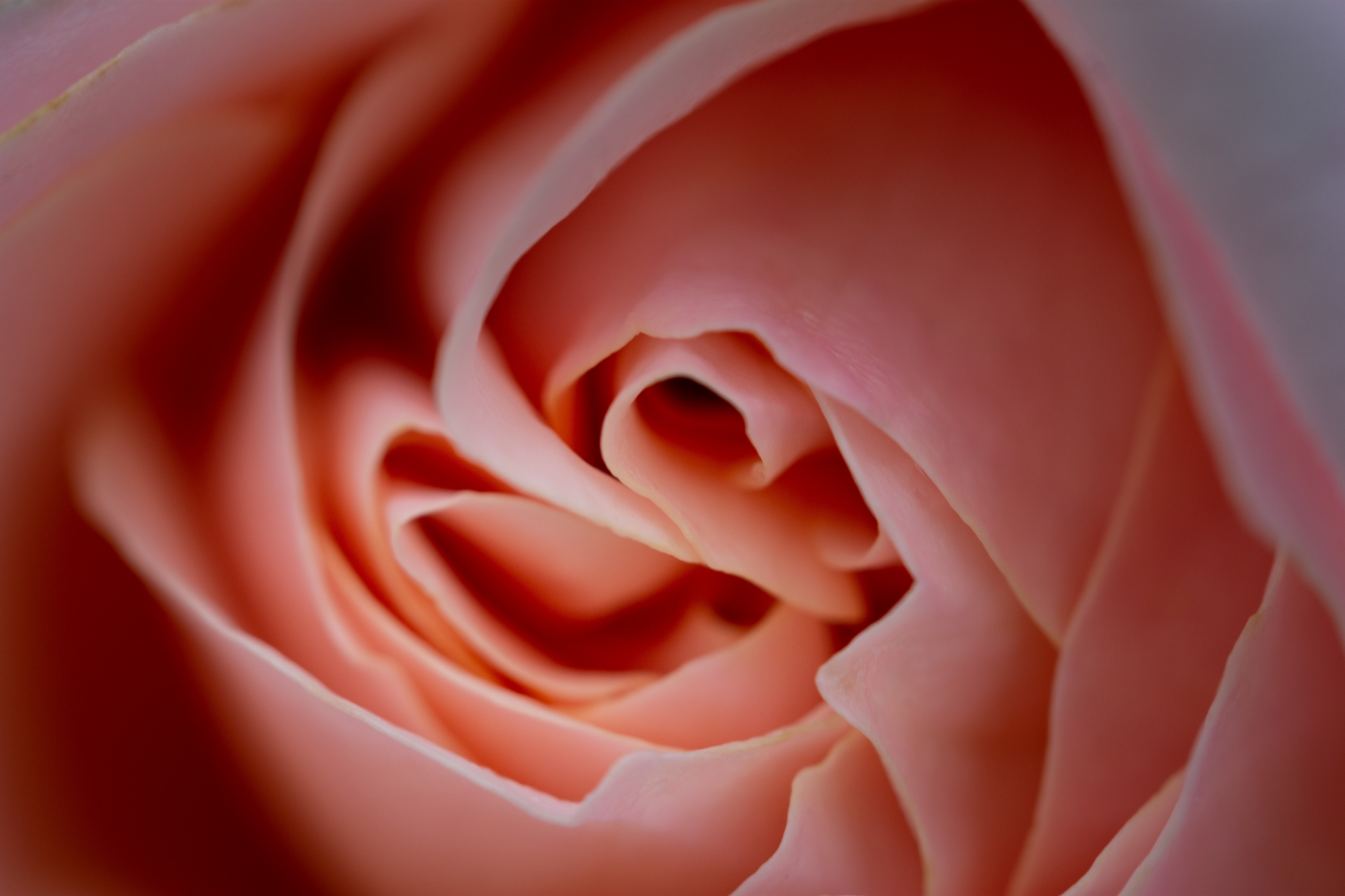 Pale pink rose