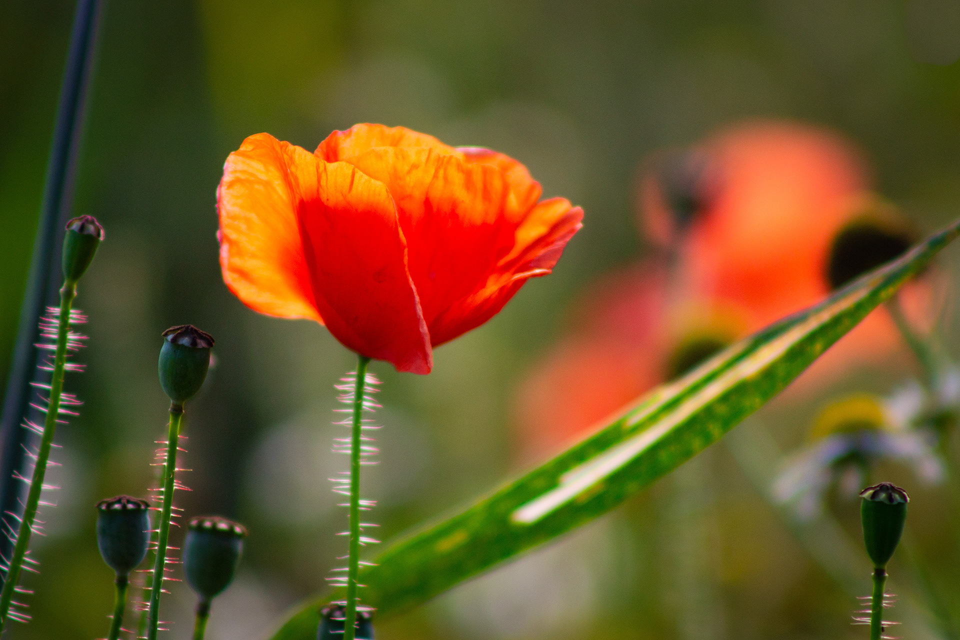 Poppies 2