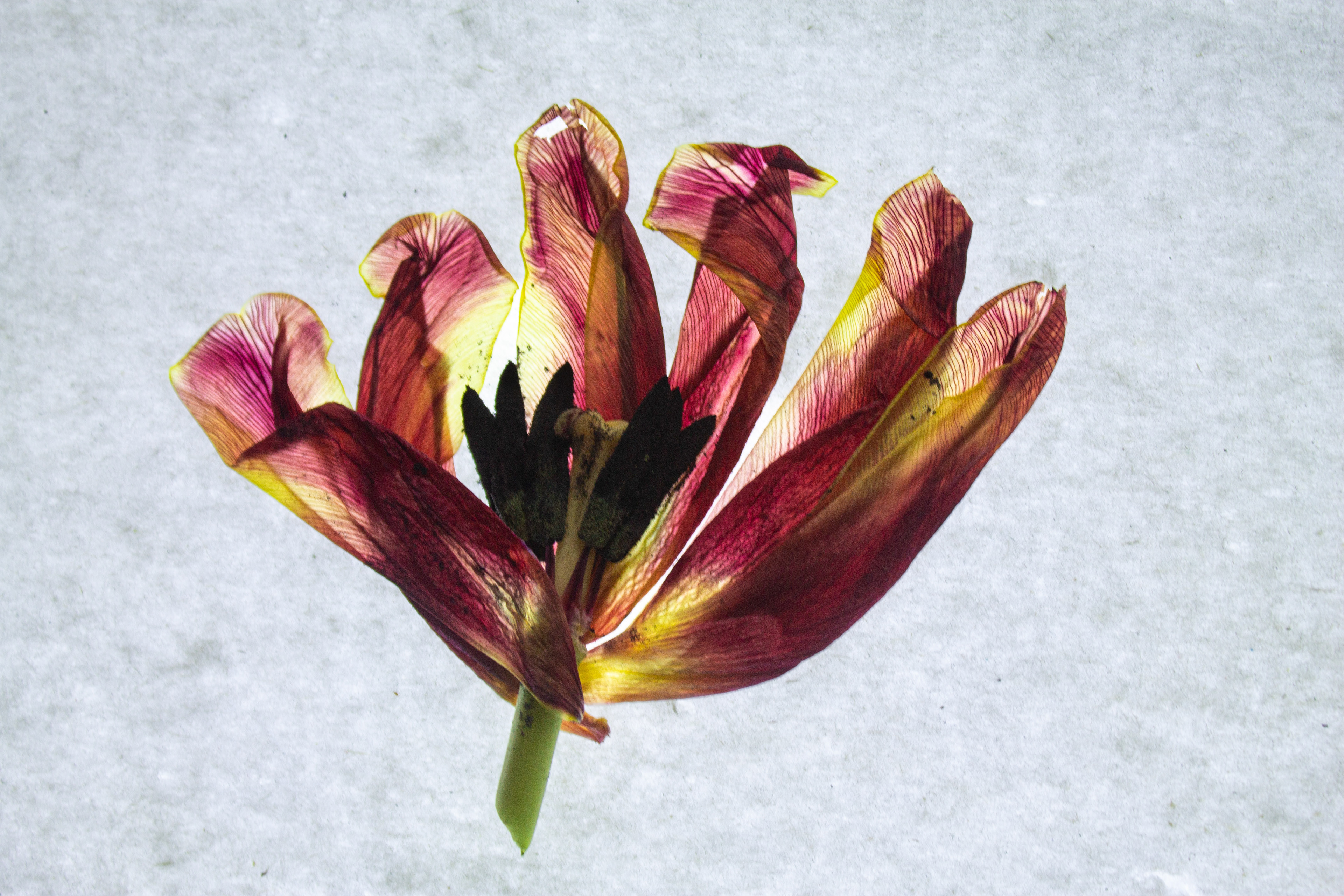 Tulip