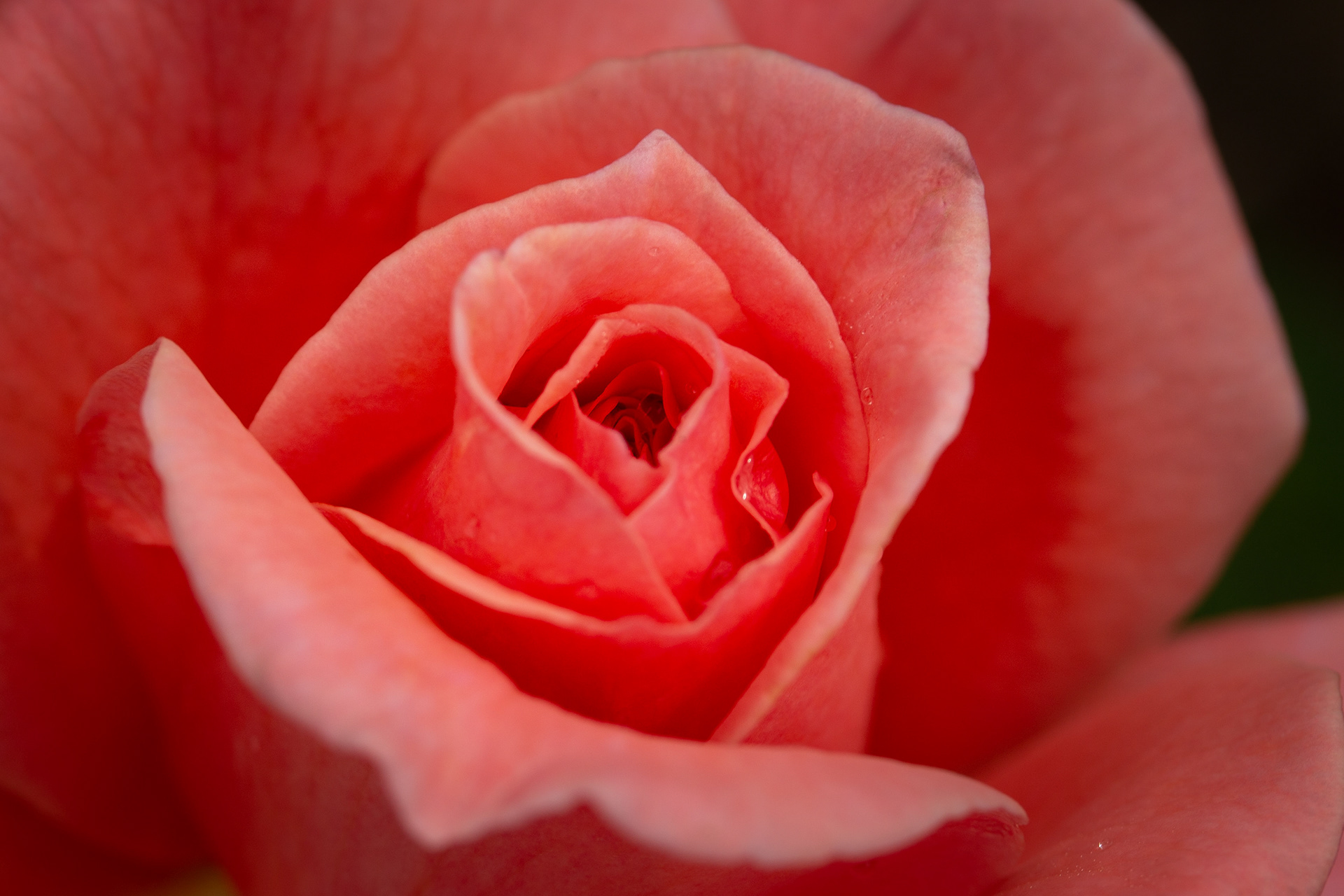Pink rose
