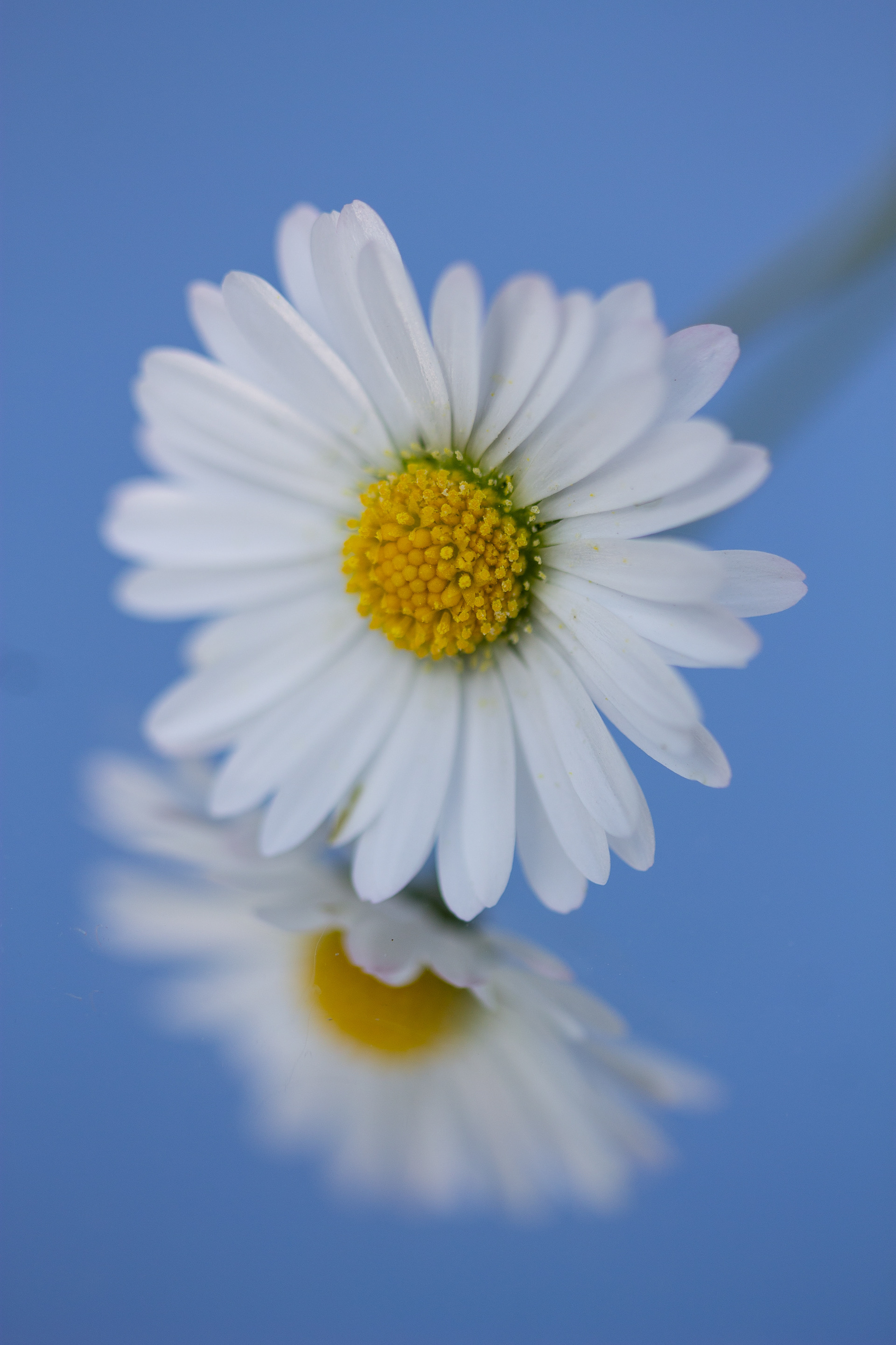 Daisy reflection 1