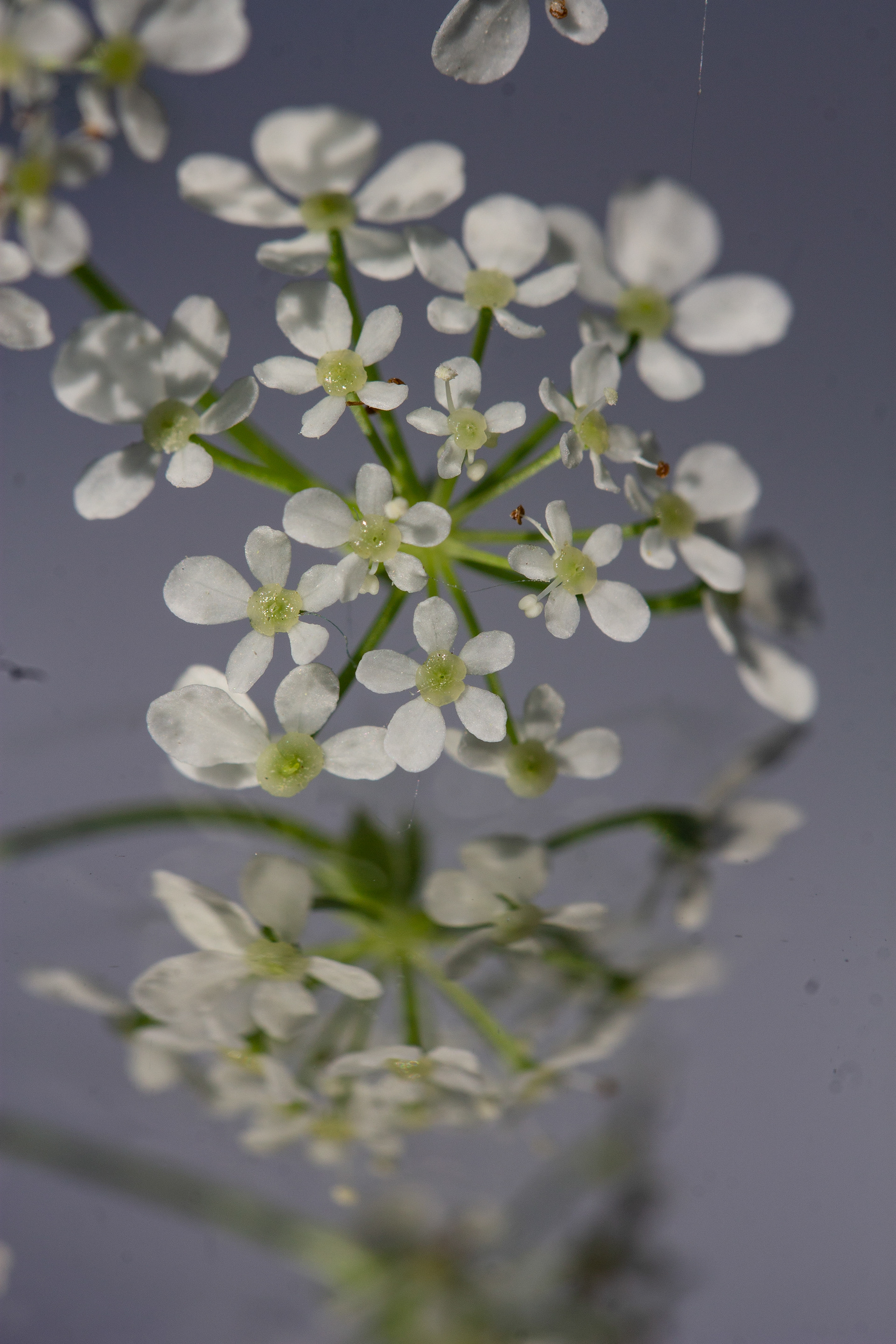 Cow parsley reflection 3