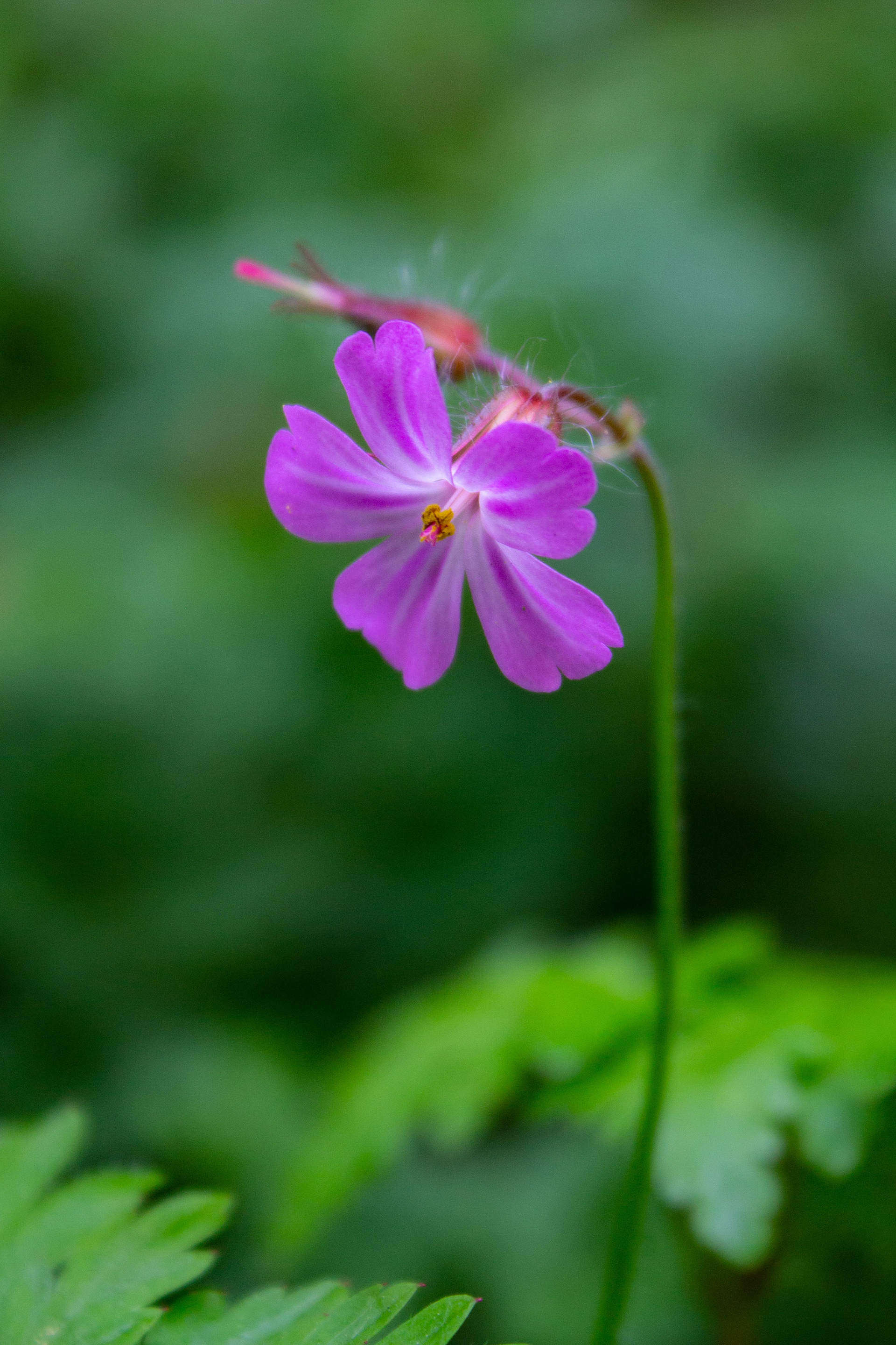 Herb Robert