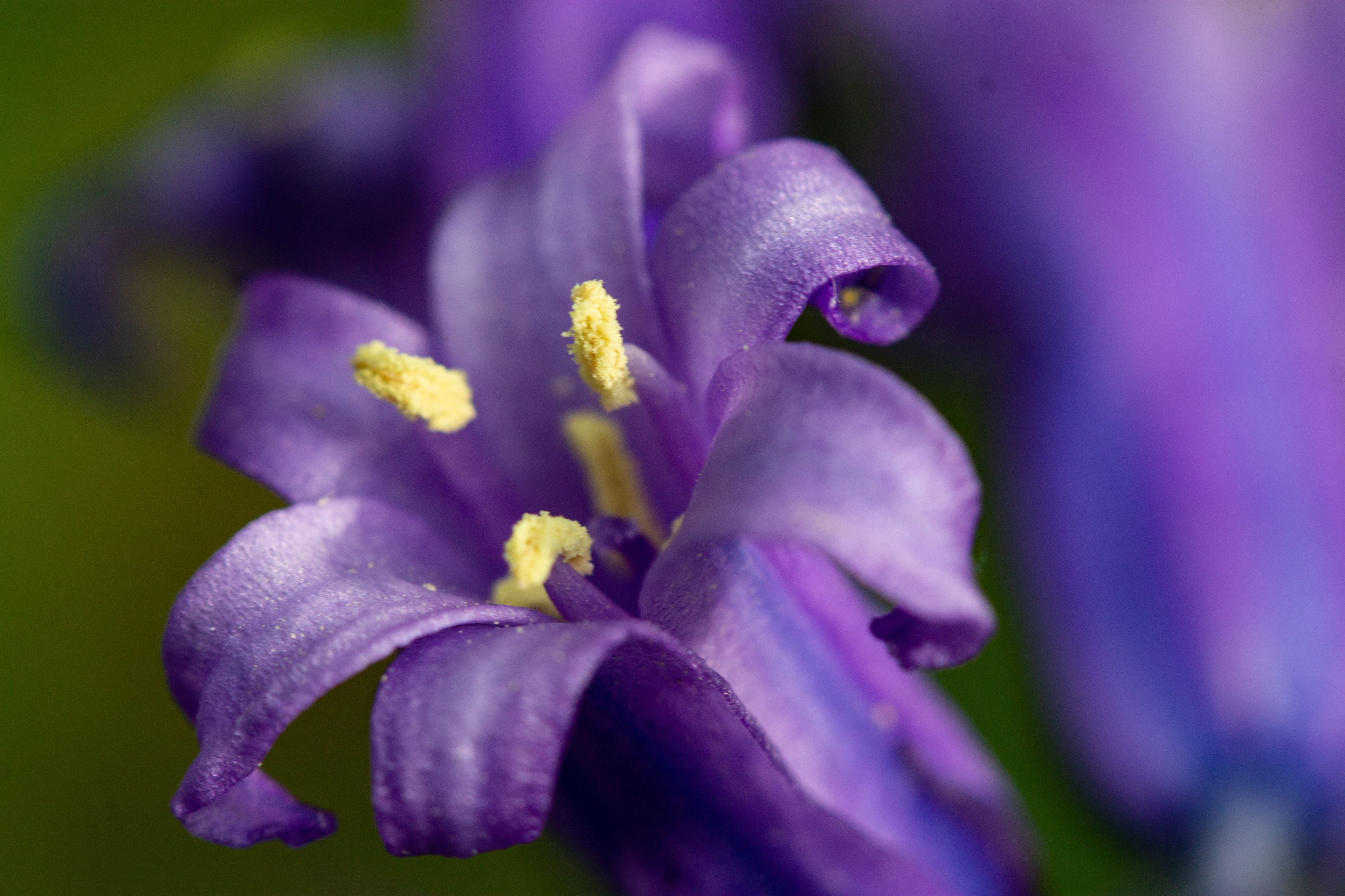 Bluebell 2