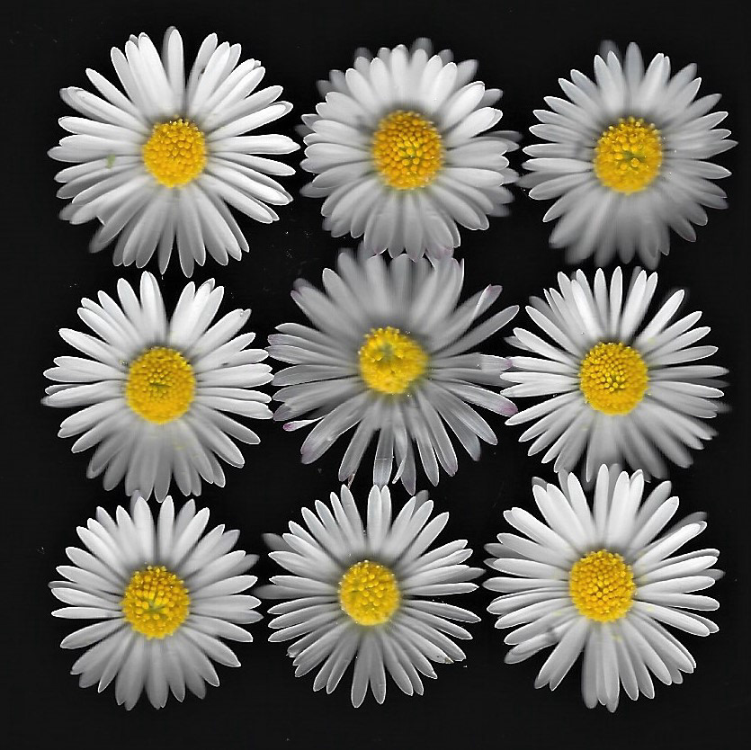 Daisy scan 1