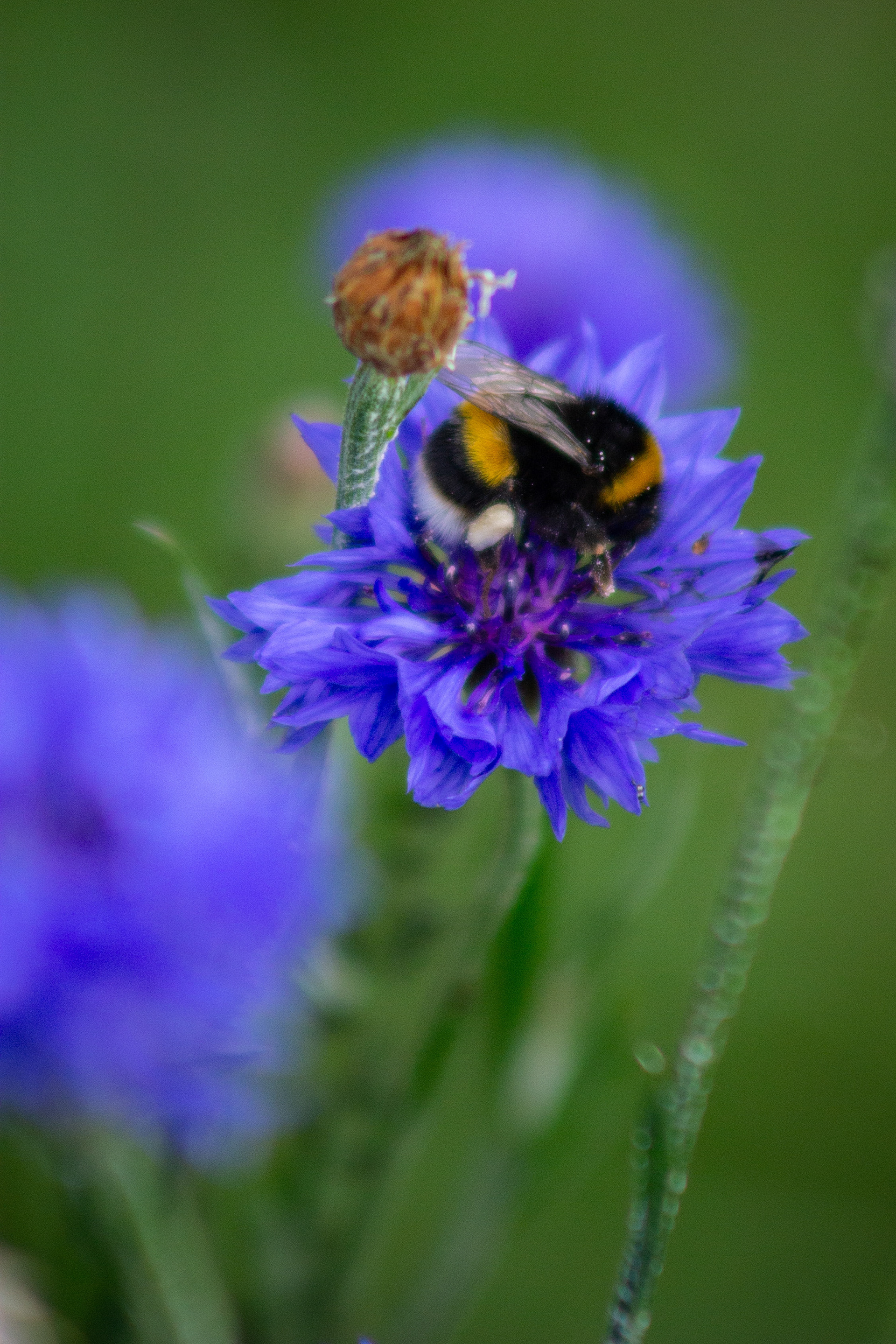 Cornflower & Bee