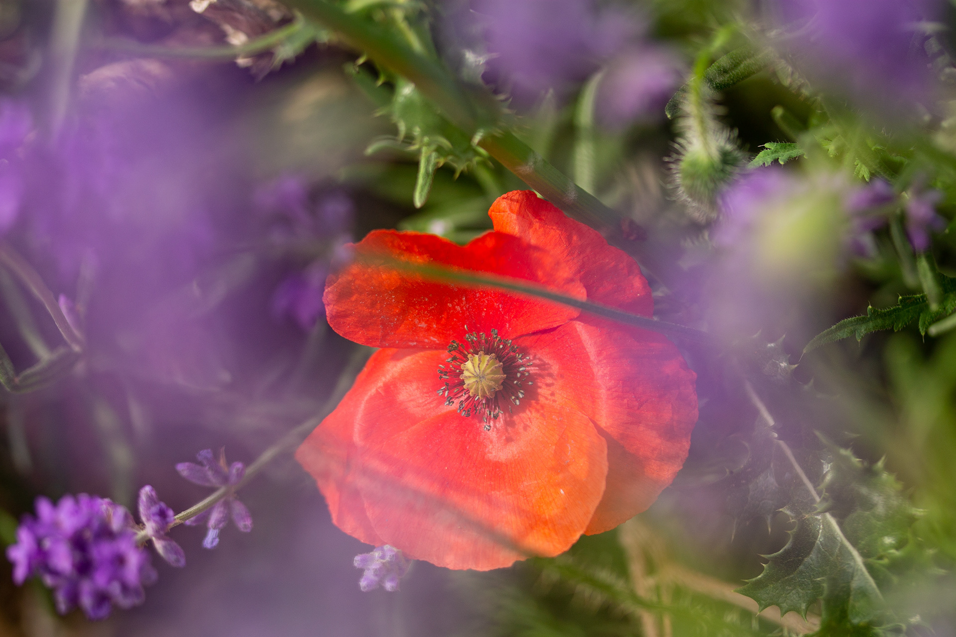 Poppy in lavender