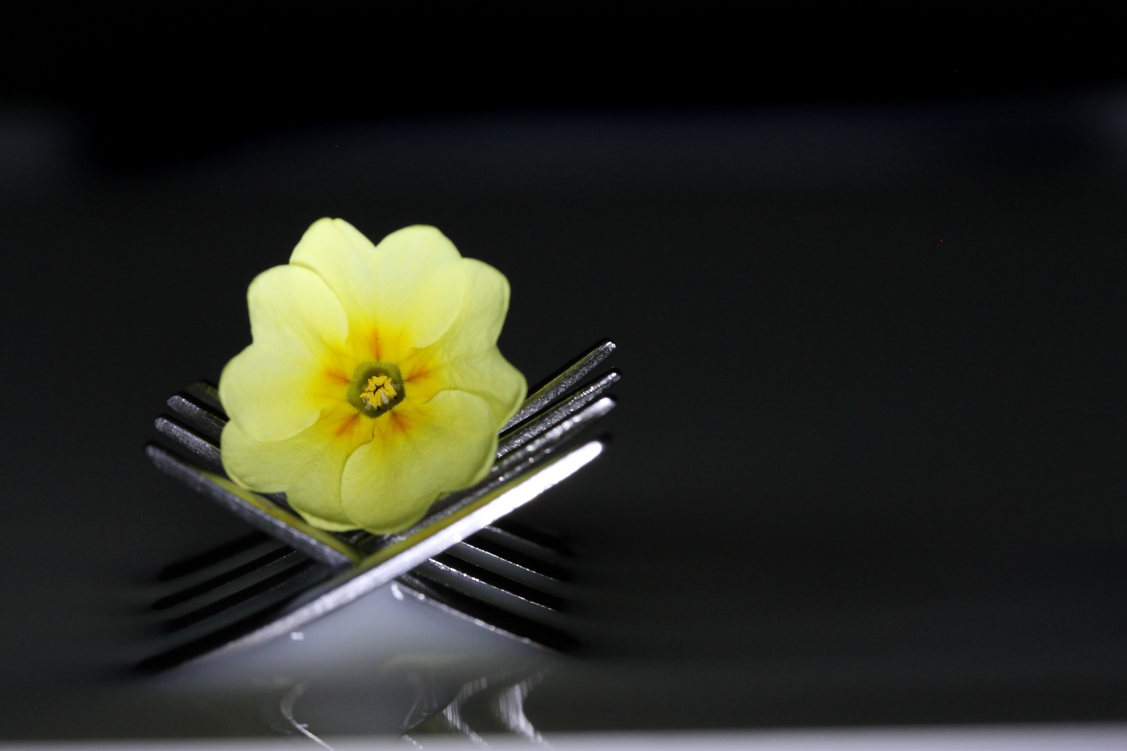 Primrose