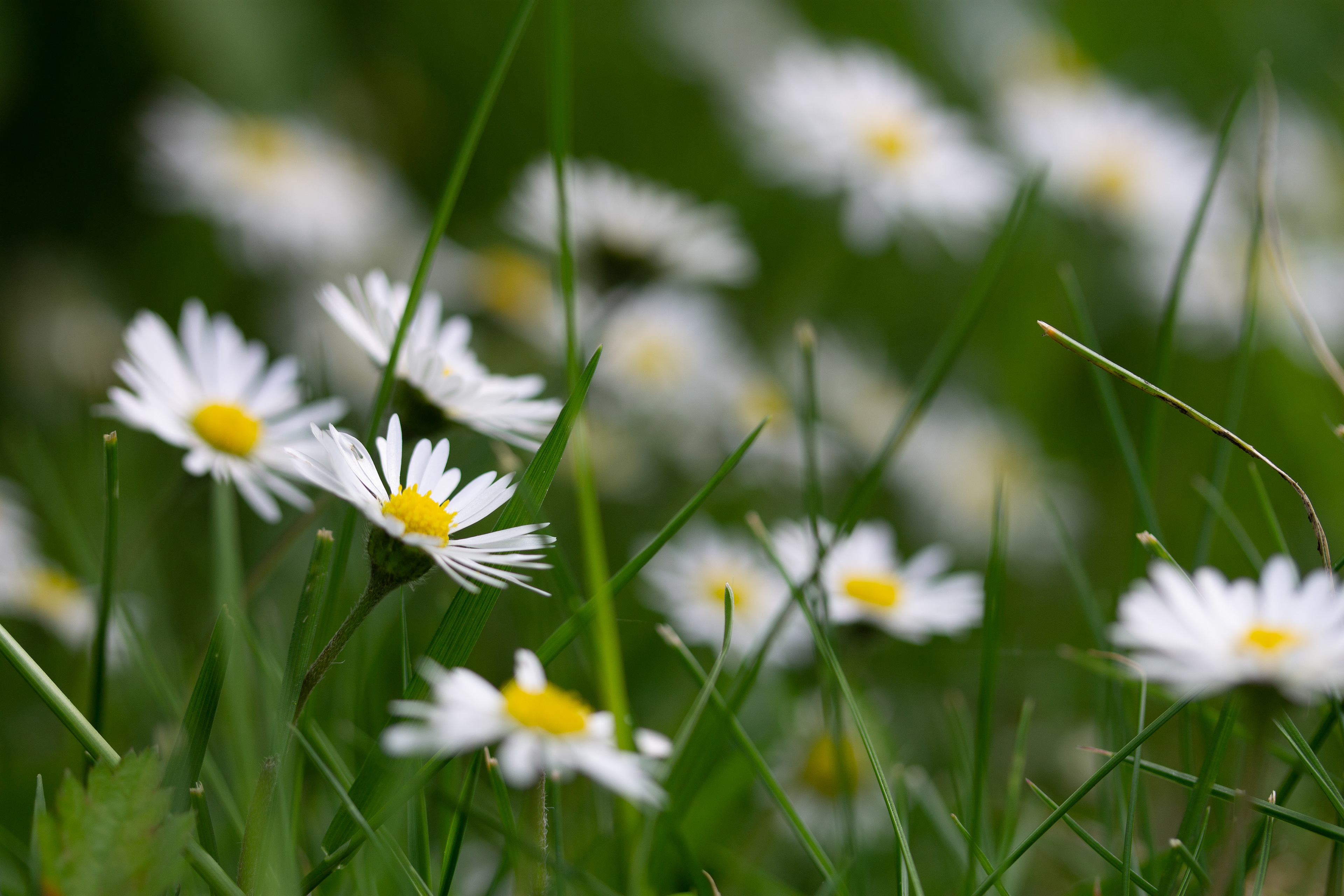 Daisies 3
