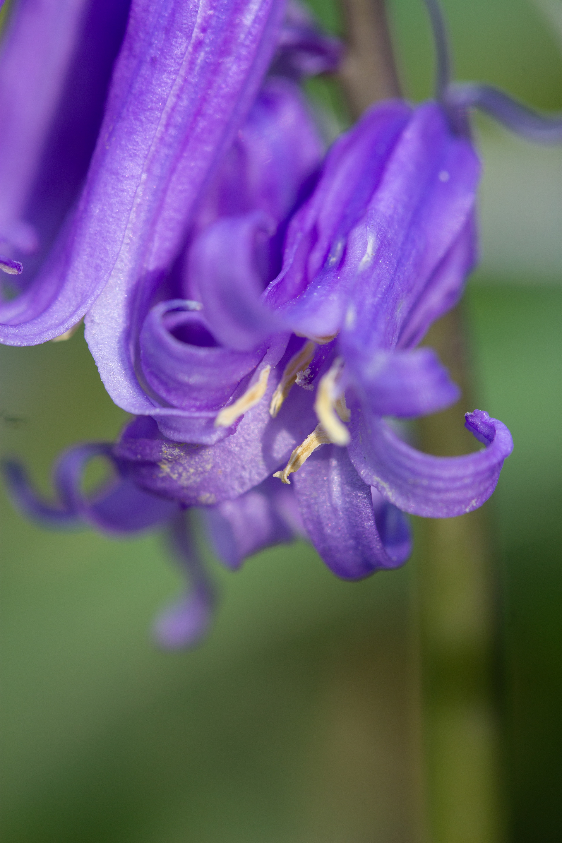 Bluebell 1