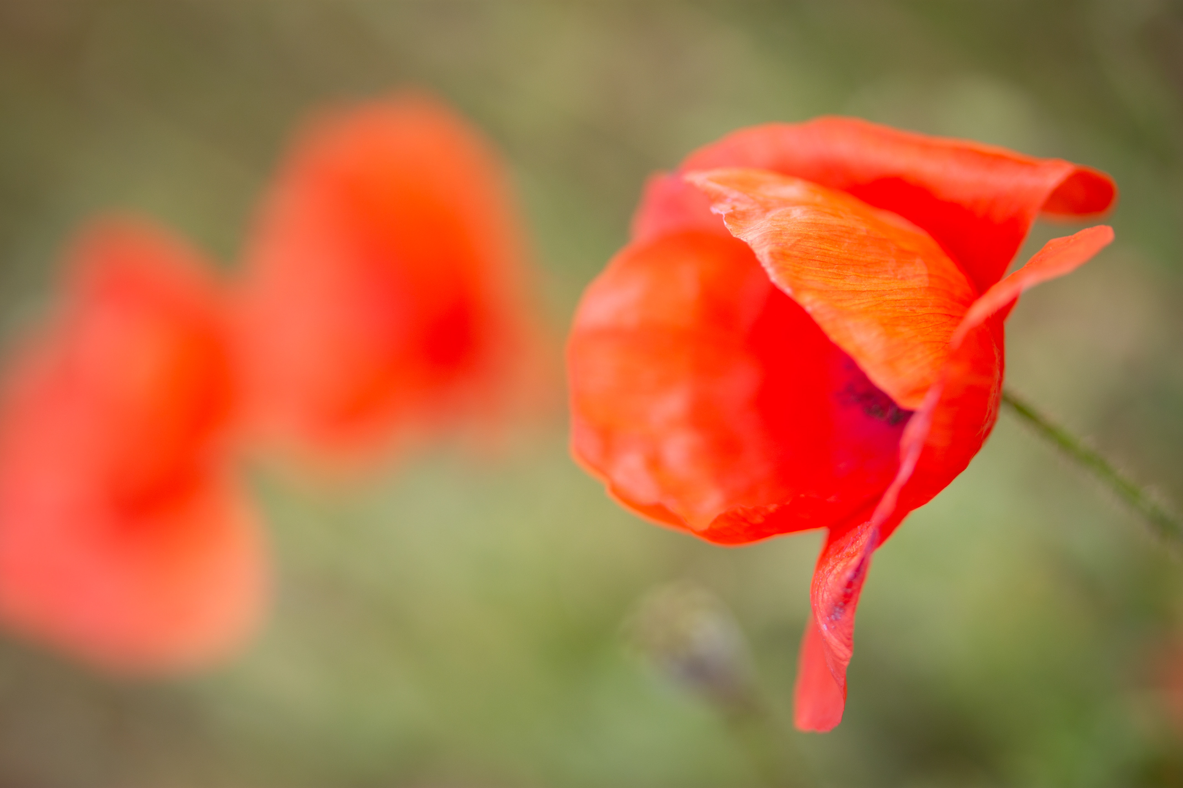 Poppies 1