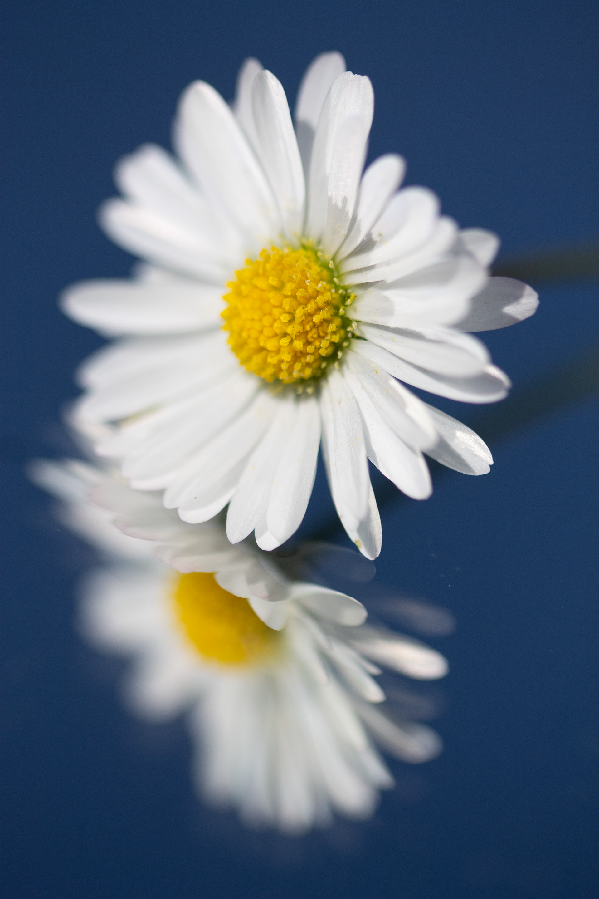 Daisy reflection 2