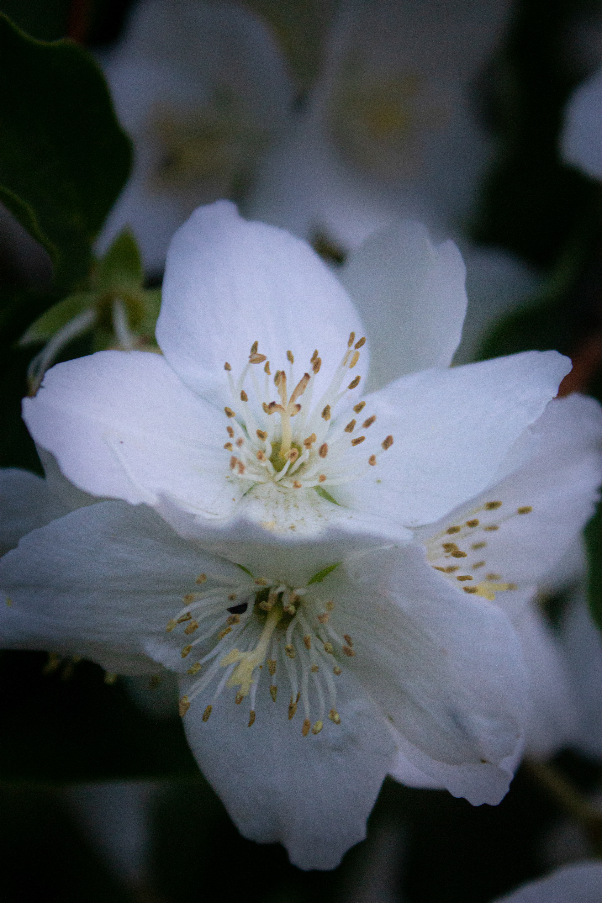 Orange blossom