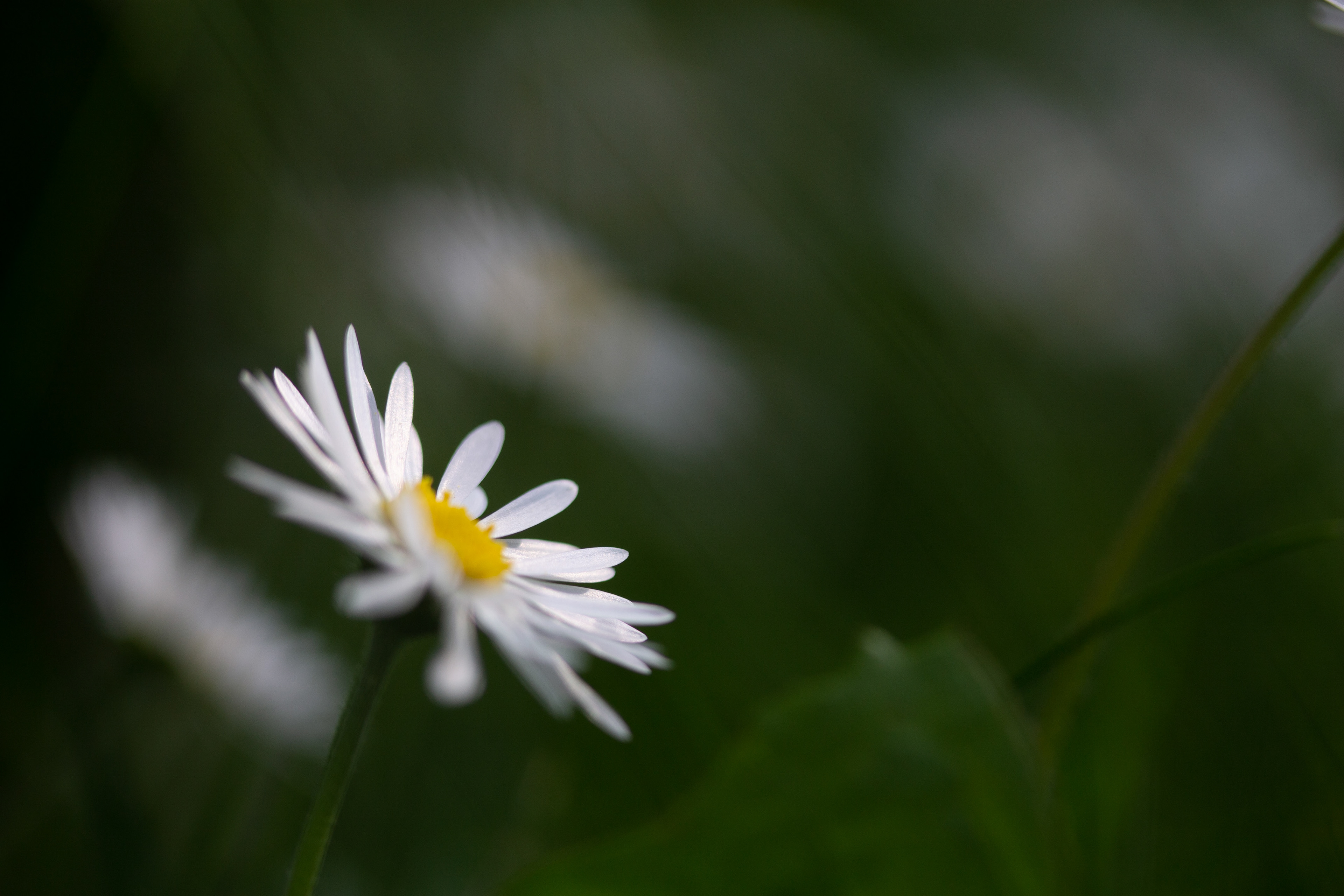 Daisy 4