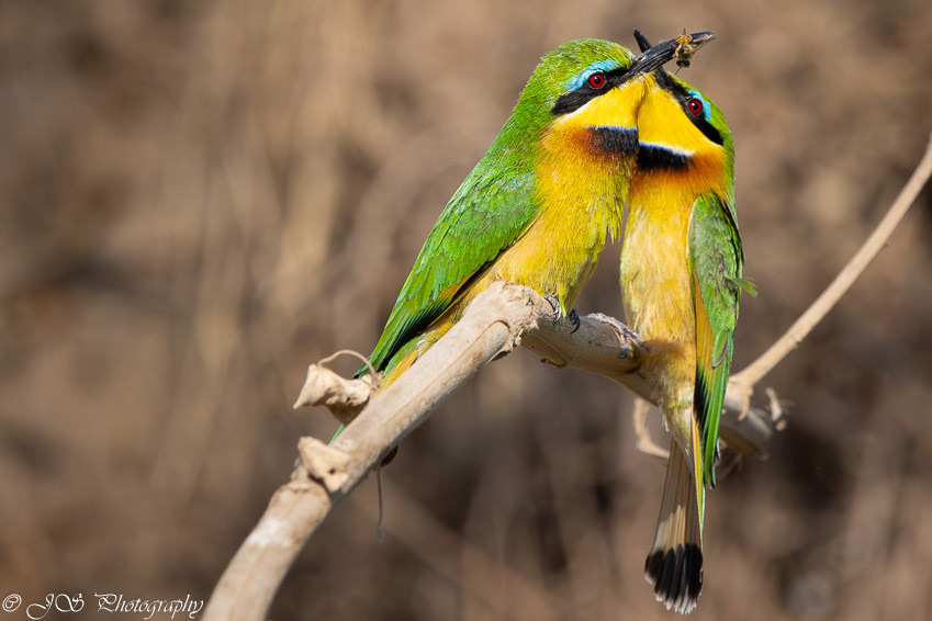 African Bee eaters
