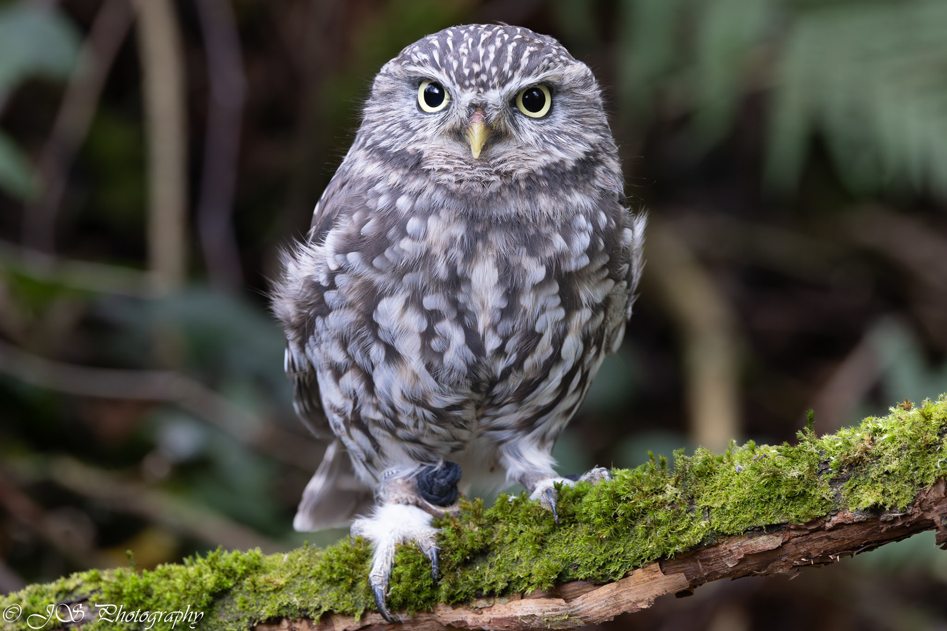 Not wildlife as this is a captive bird