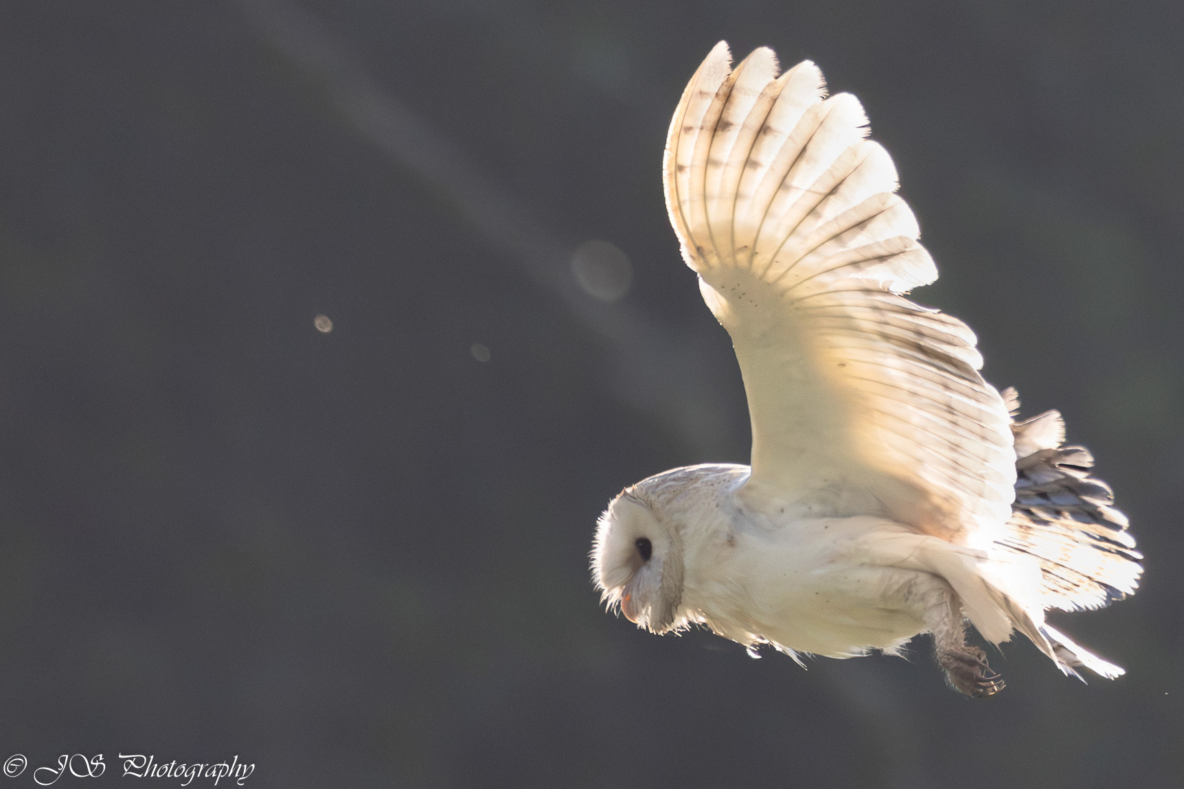 Back lit barn owl