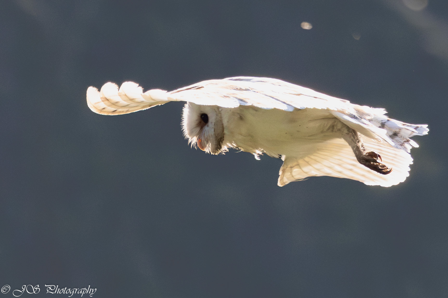Back lit barn owl