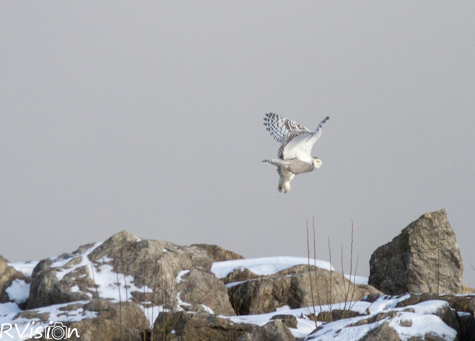 Female Snowy Owl taking flight